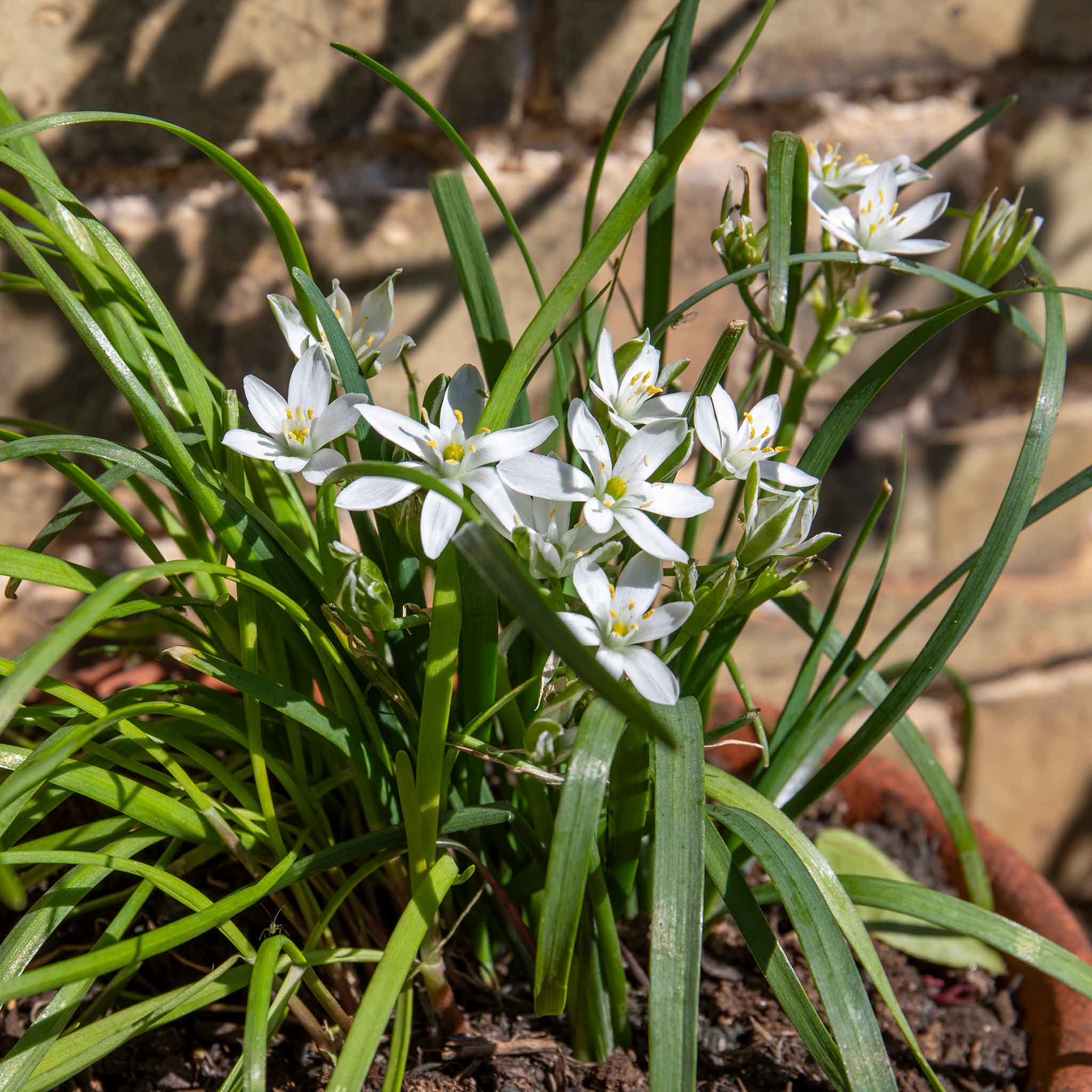 Garlic Chives Seeds - Image 7