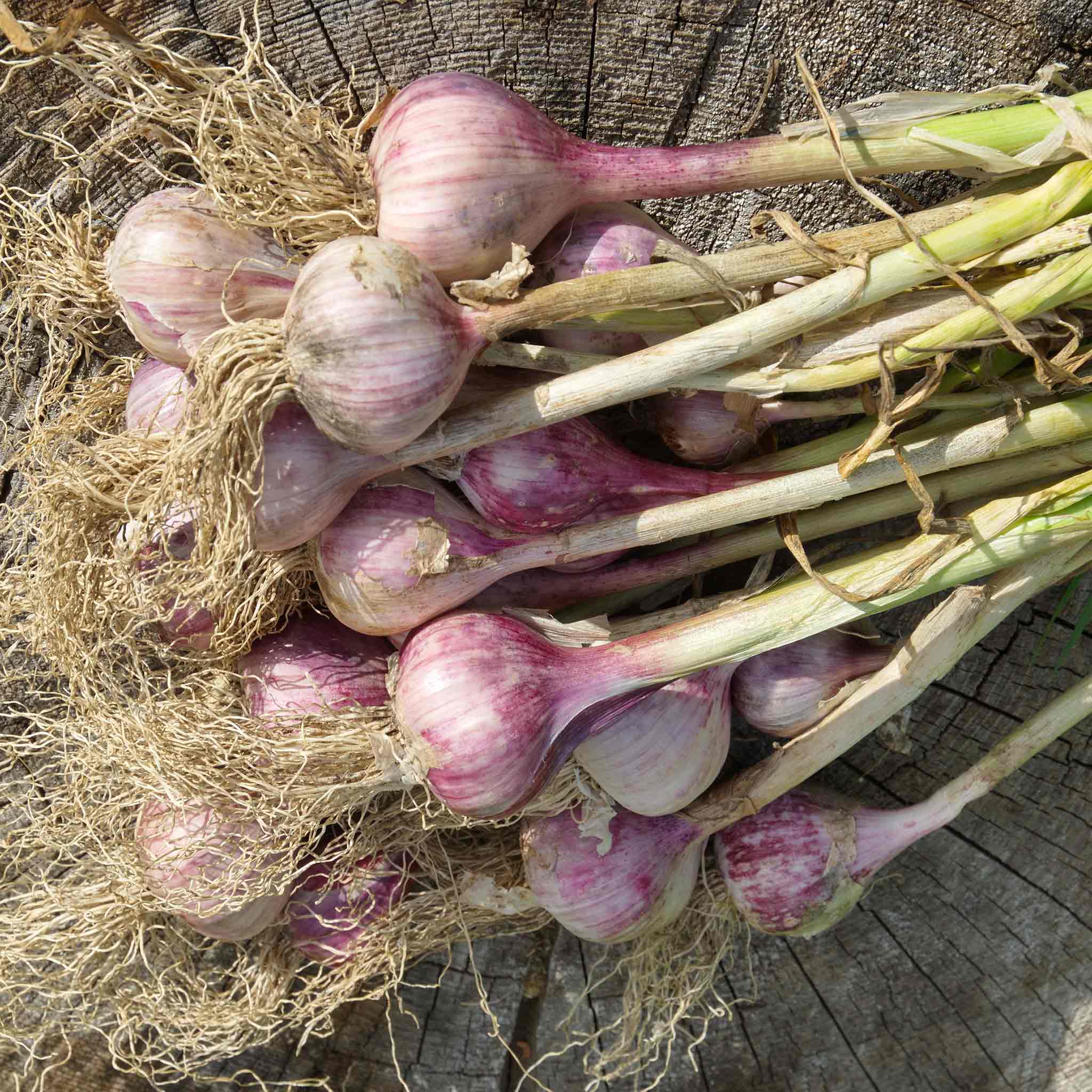 Autumn Planting Garlic Cloves 'Germidour'