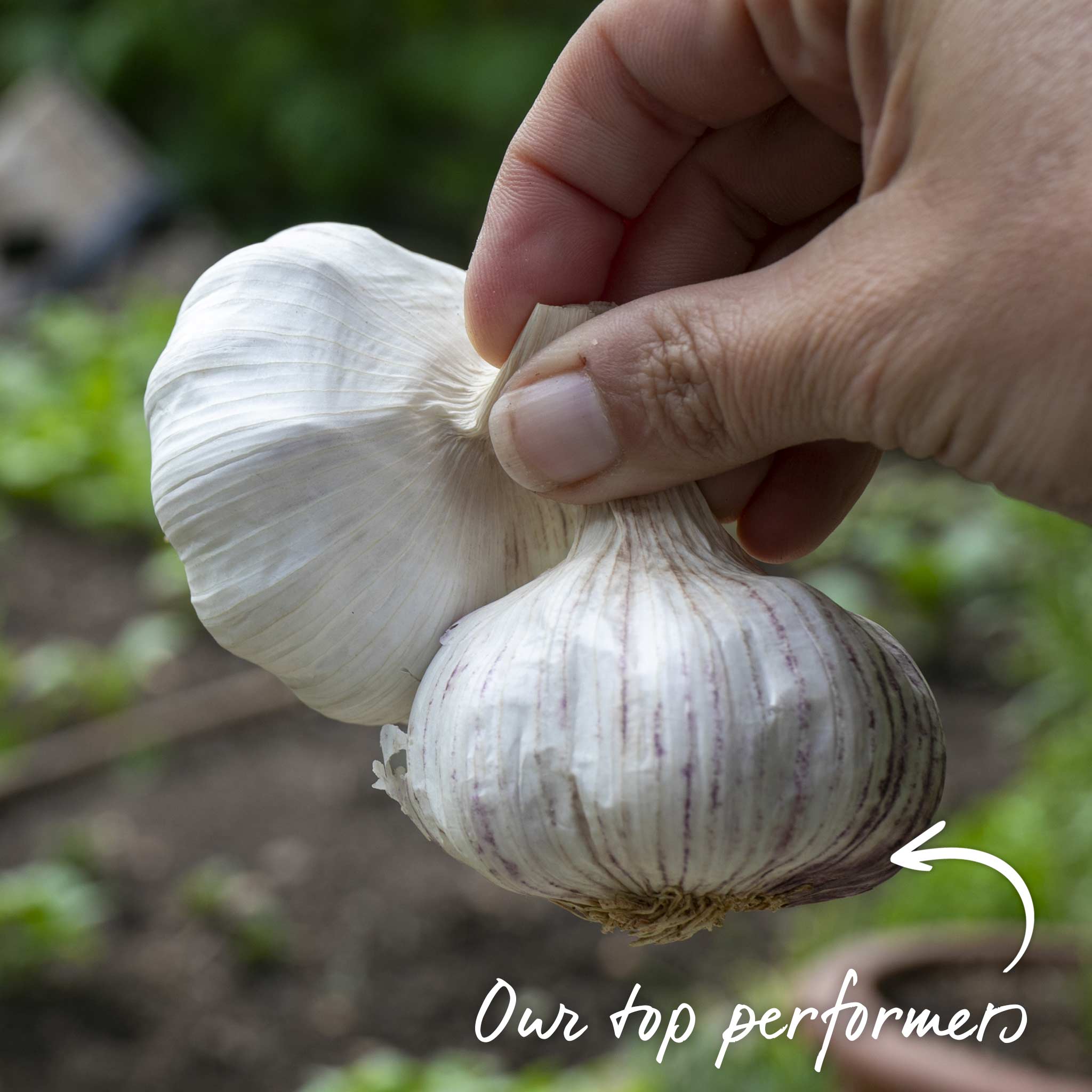 Autumn Planting Garlic Cloves 'Growers Pick' - Image 4