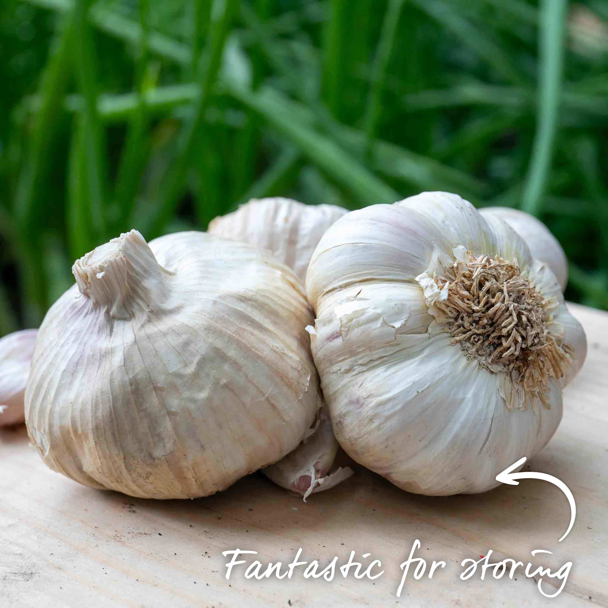 Spring Planting Garlic Cloves 'Mersley Wight' - Image 4
