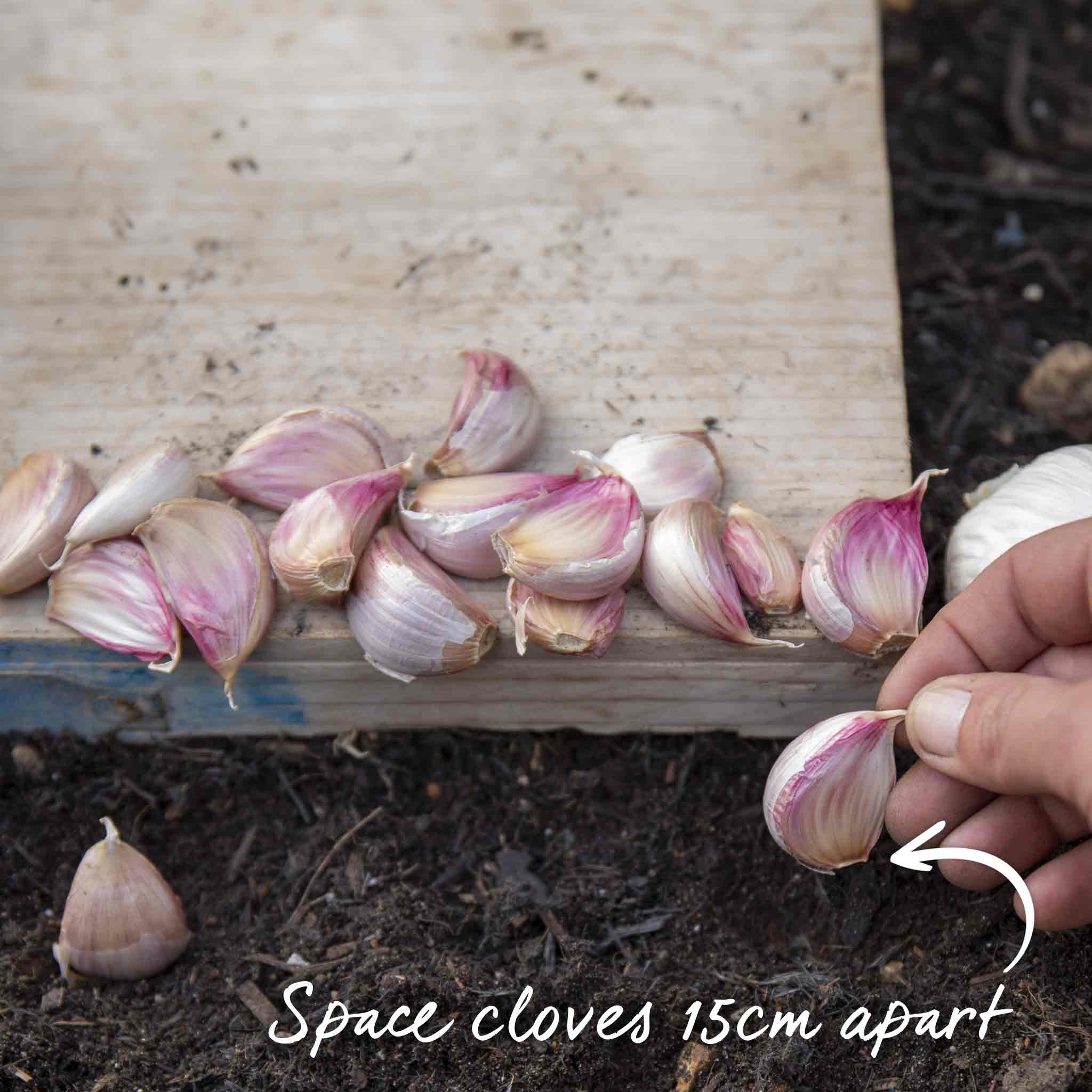 Spring Planting Garlic Cloves 'Mersley Wight' - Image 9