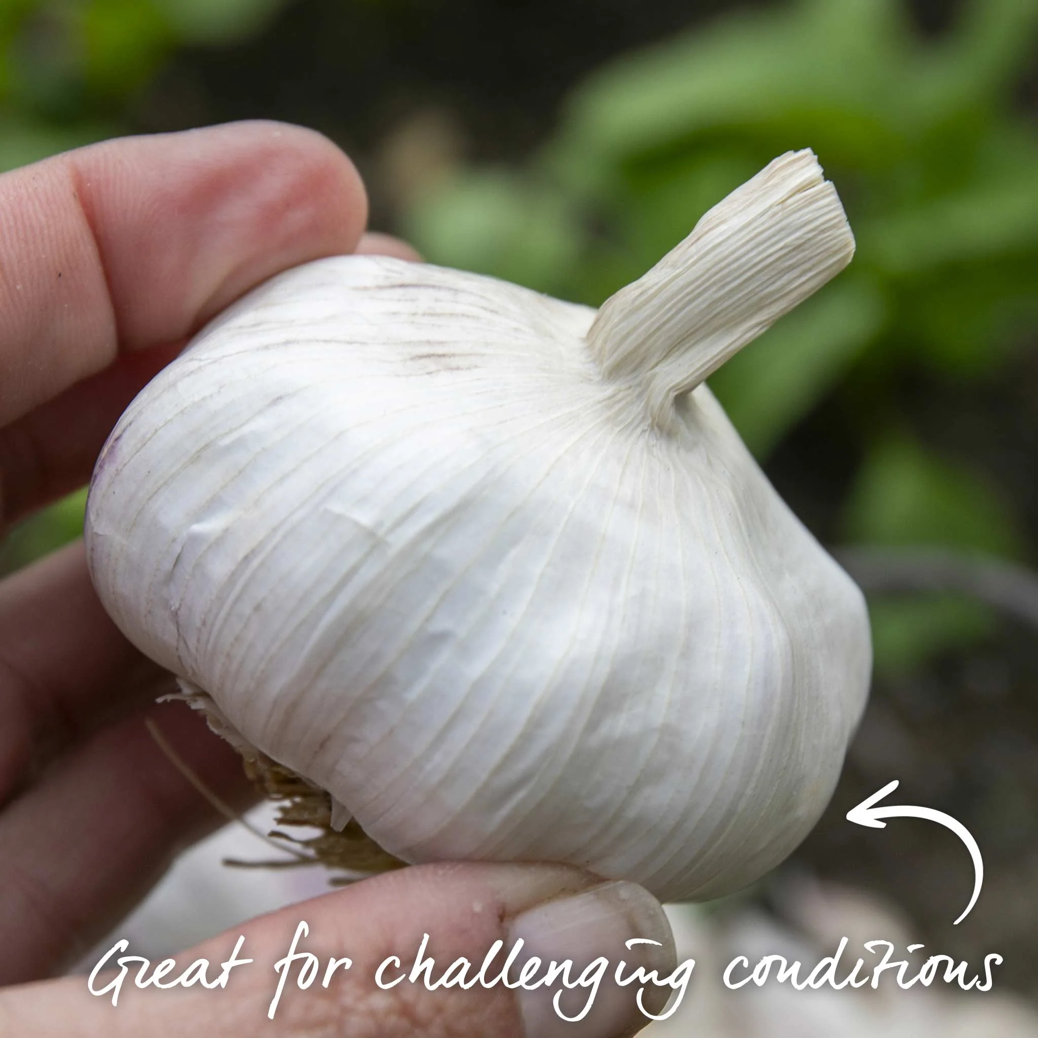 Spring Planting Garlic Cloves 'Picardy Wight' - Image 4