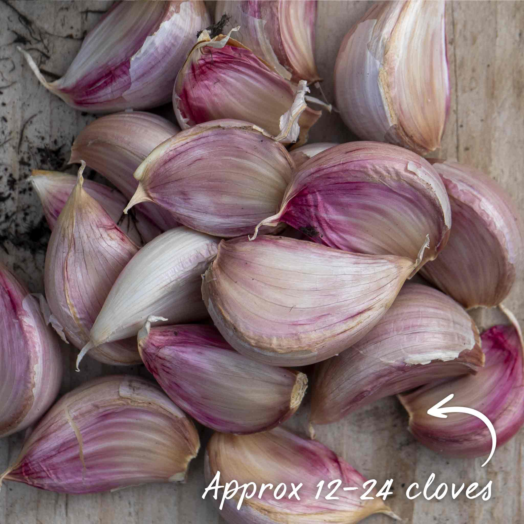 Spring Planting Garlic Cloves 'Solent Wight' - Image 3