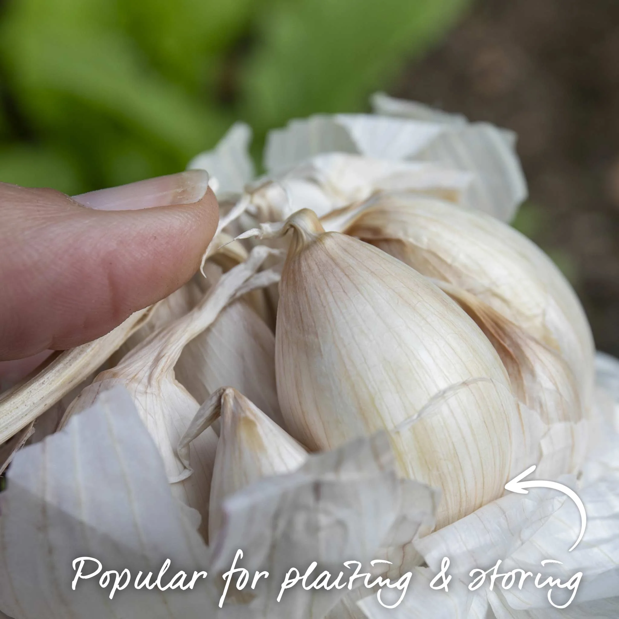 Spring Planting Garlic Cloves 'Solent Wight' - Image 4