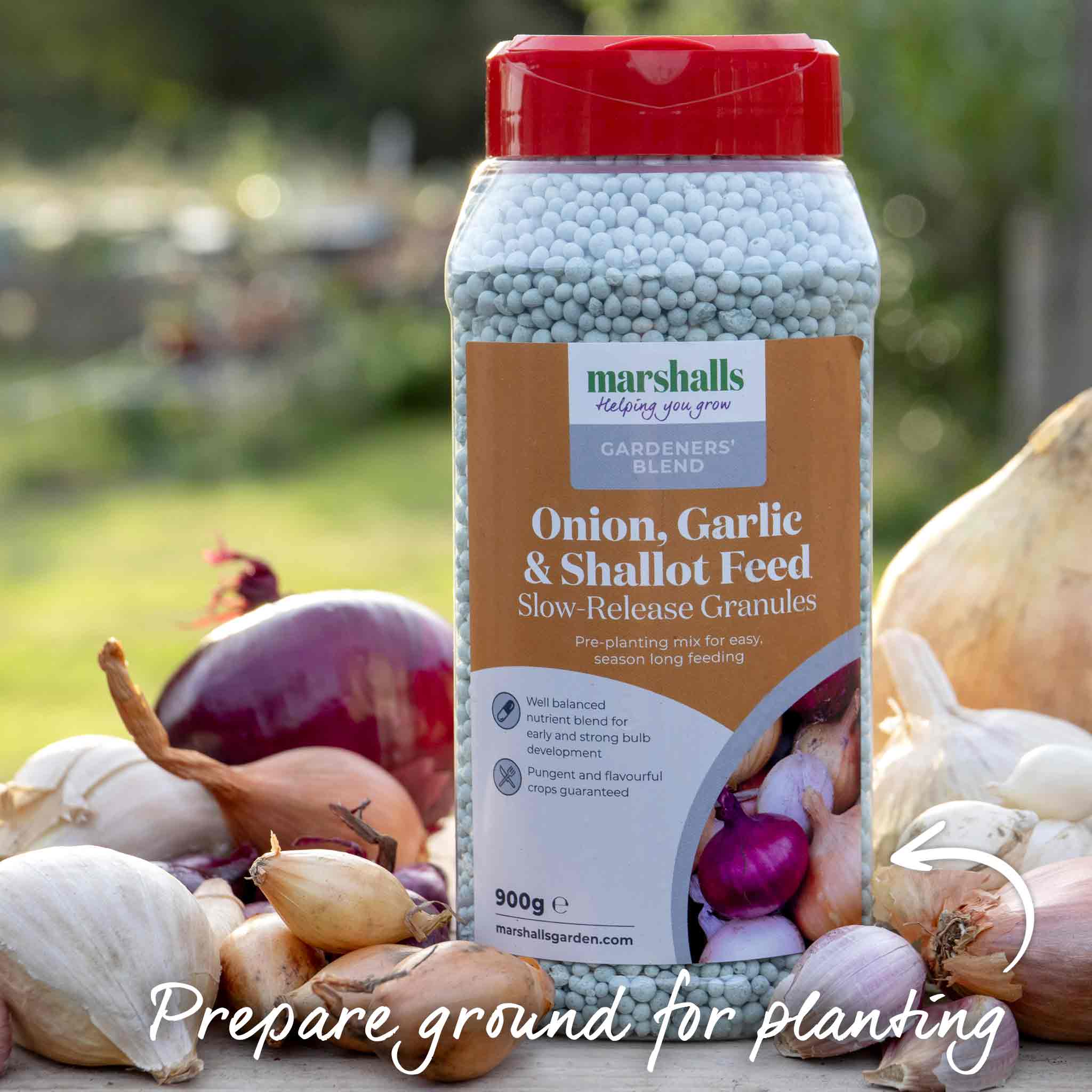 Spring Planting Garlic Cloves 'Solent Wight' - Image 7