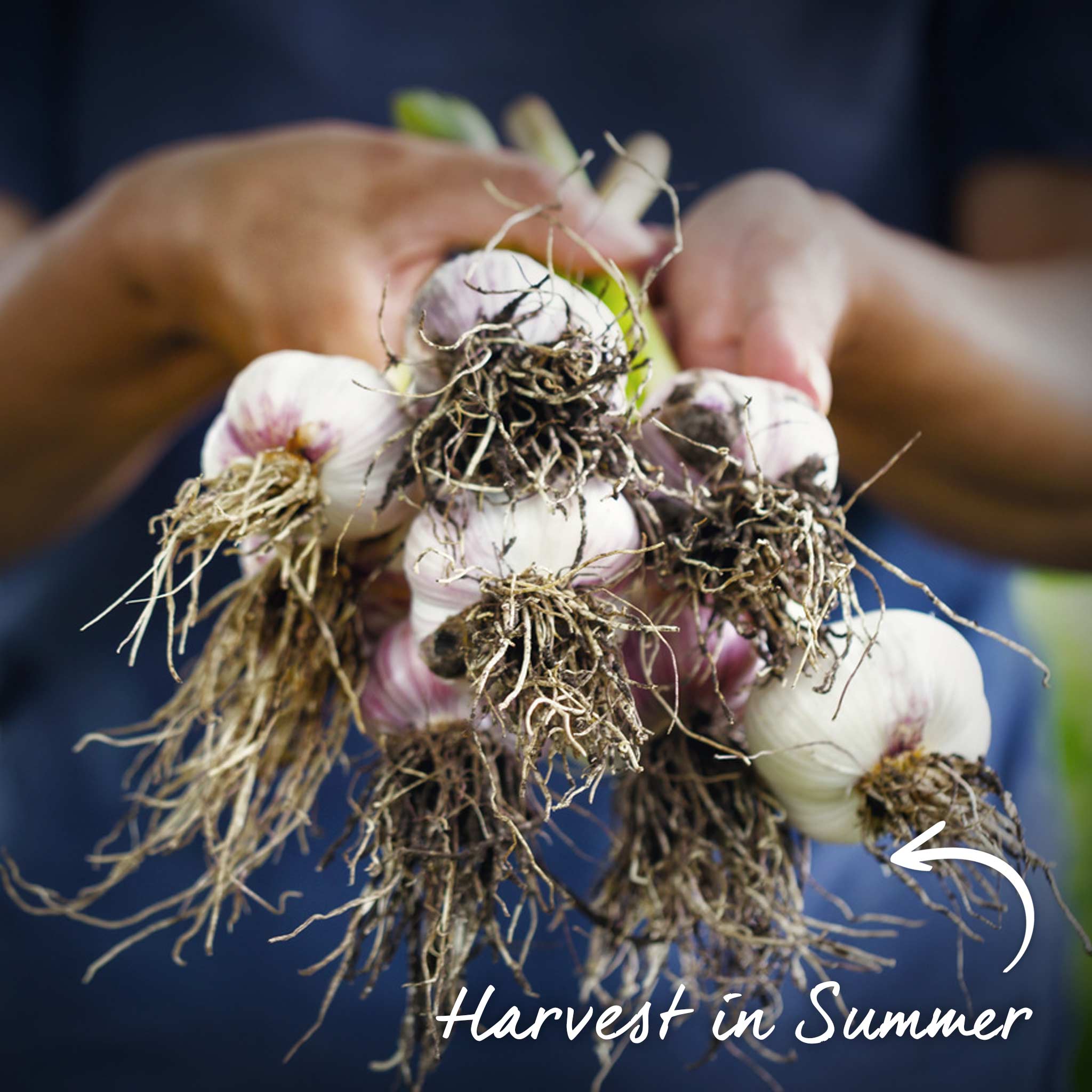 Autumn Planting Garlic Cloves 'Rhapsody Wight' - Image 11