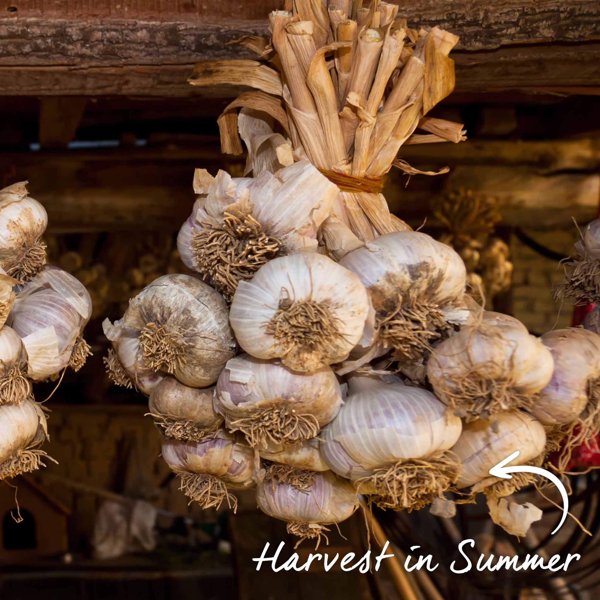 Autumn Planting Garlic Cloves 'Kingsland Wight' - Image 12
