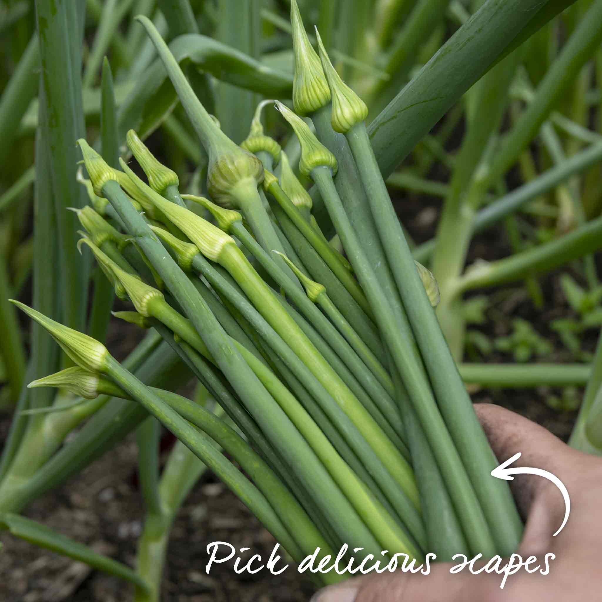 Autumn Planting Garlic 'Morado' - Image 4