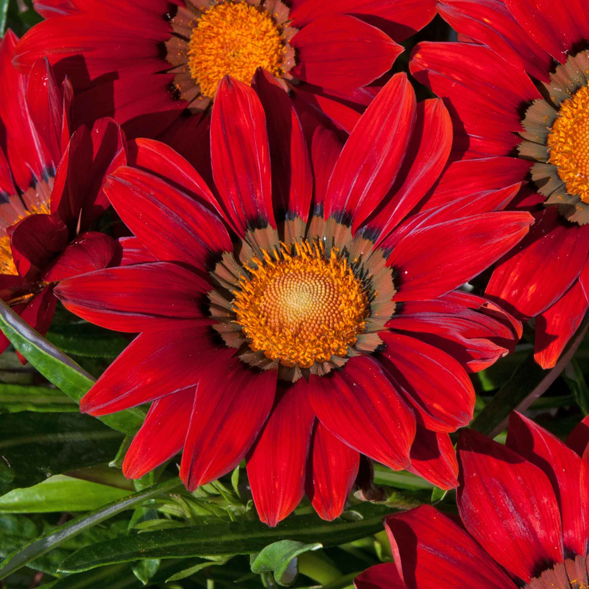Gazania 'New Day Red Shades' - Image 6