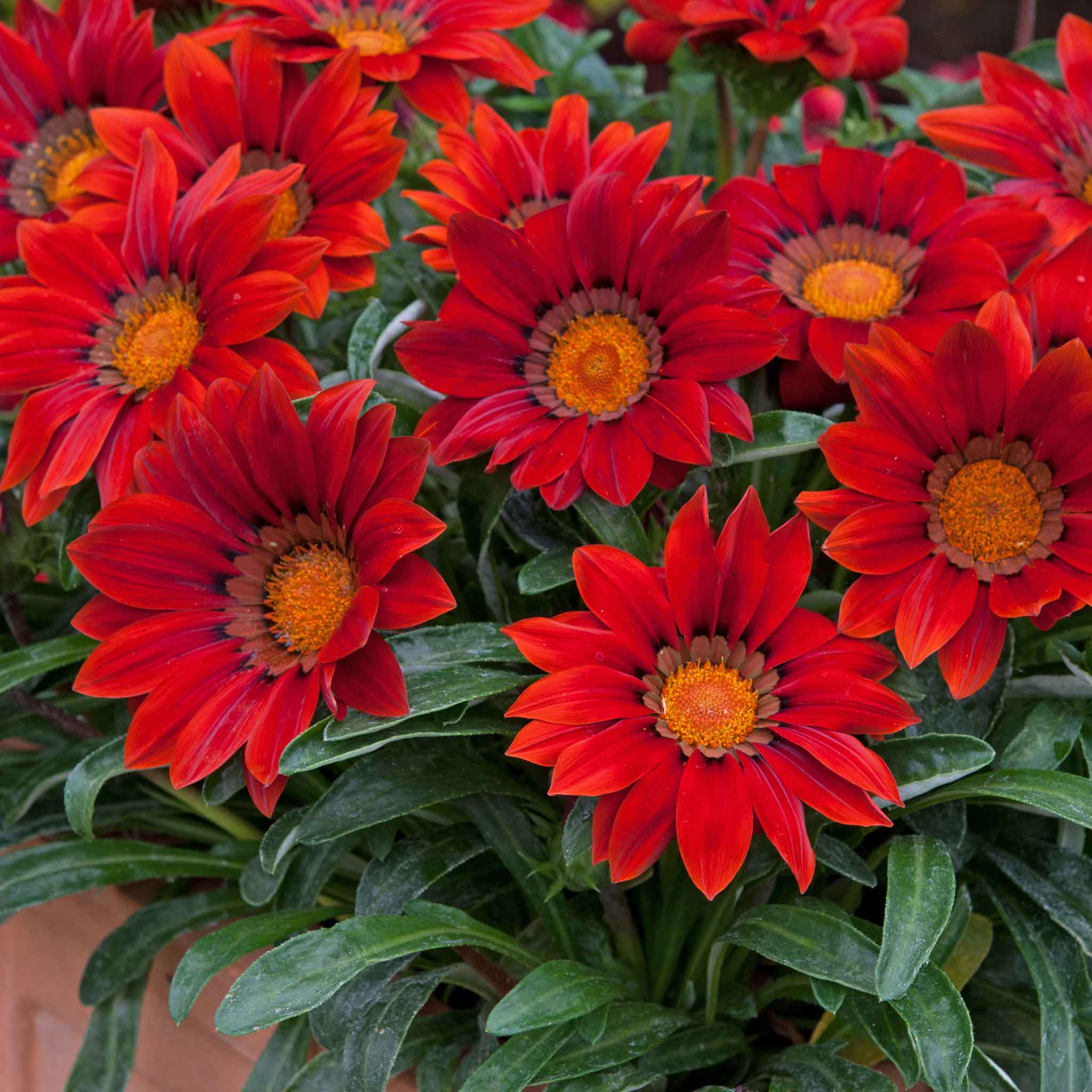 Gazania 'New Day Red Shades' - Image 8