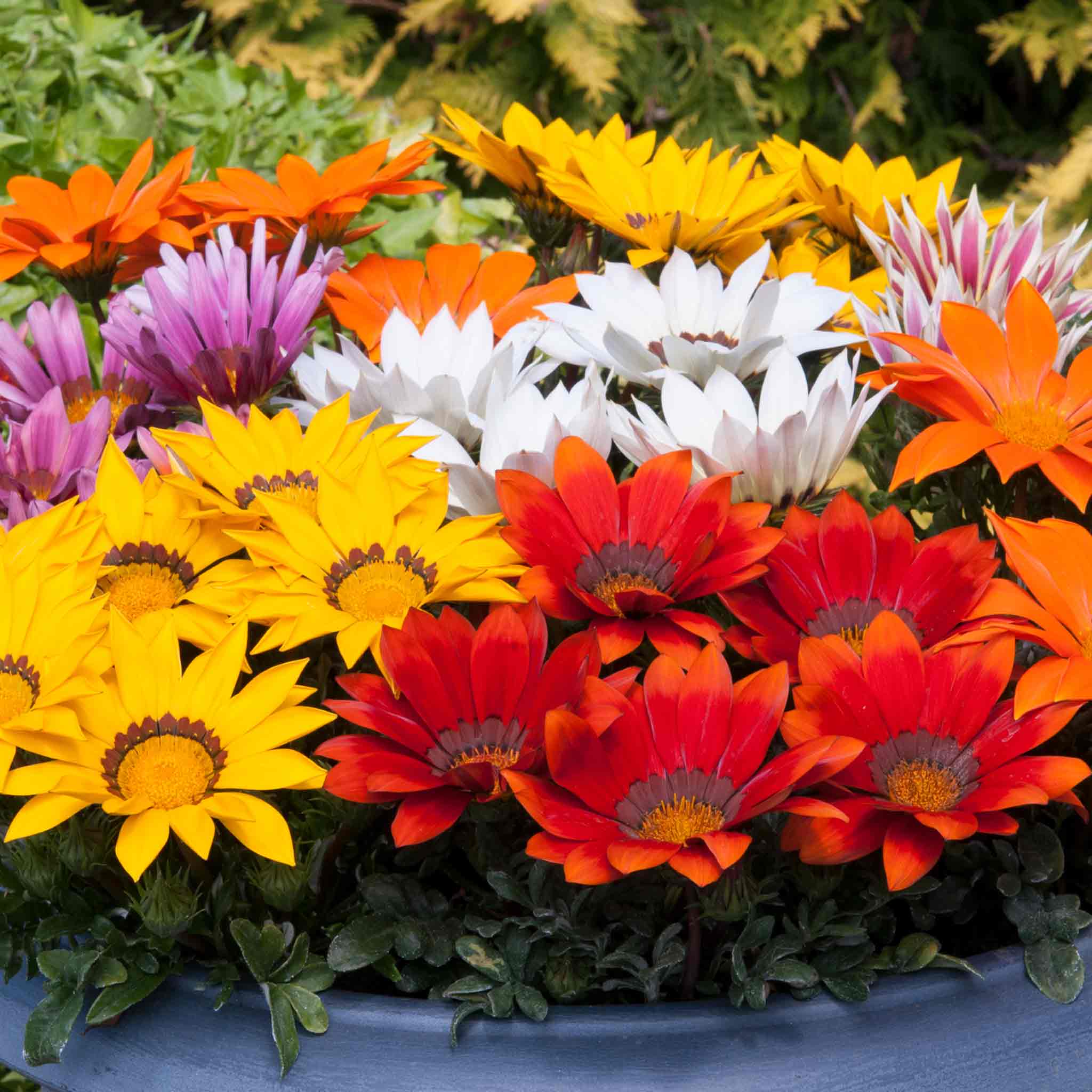 Gazania 'New Day Mix' F1 - Image 2