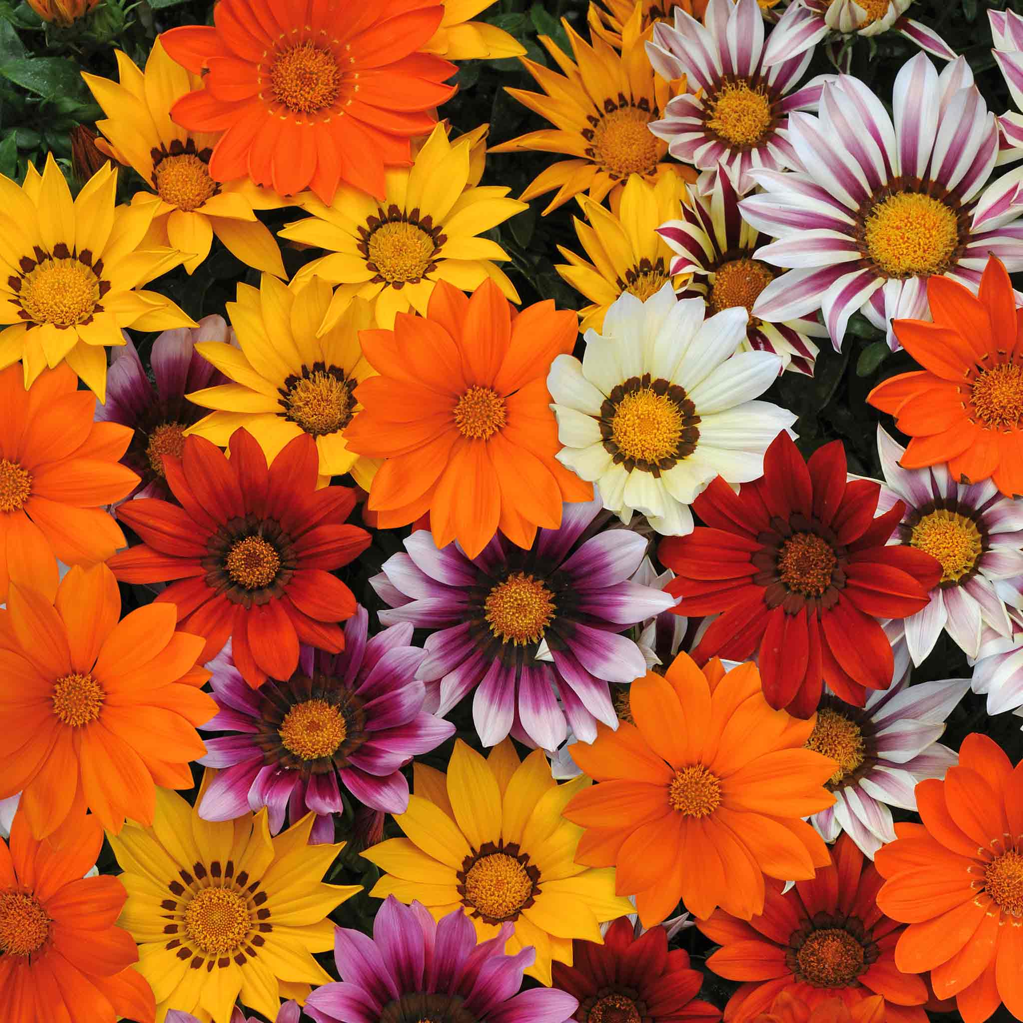 Gazania 'New Day Mix' F1 - Image 4