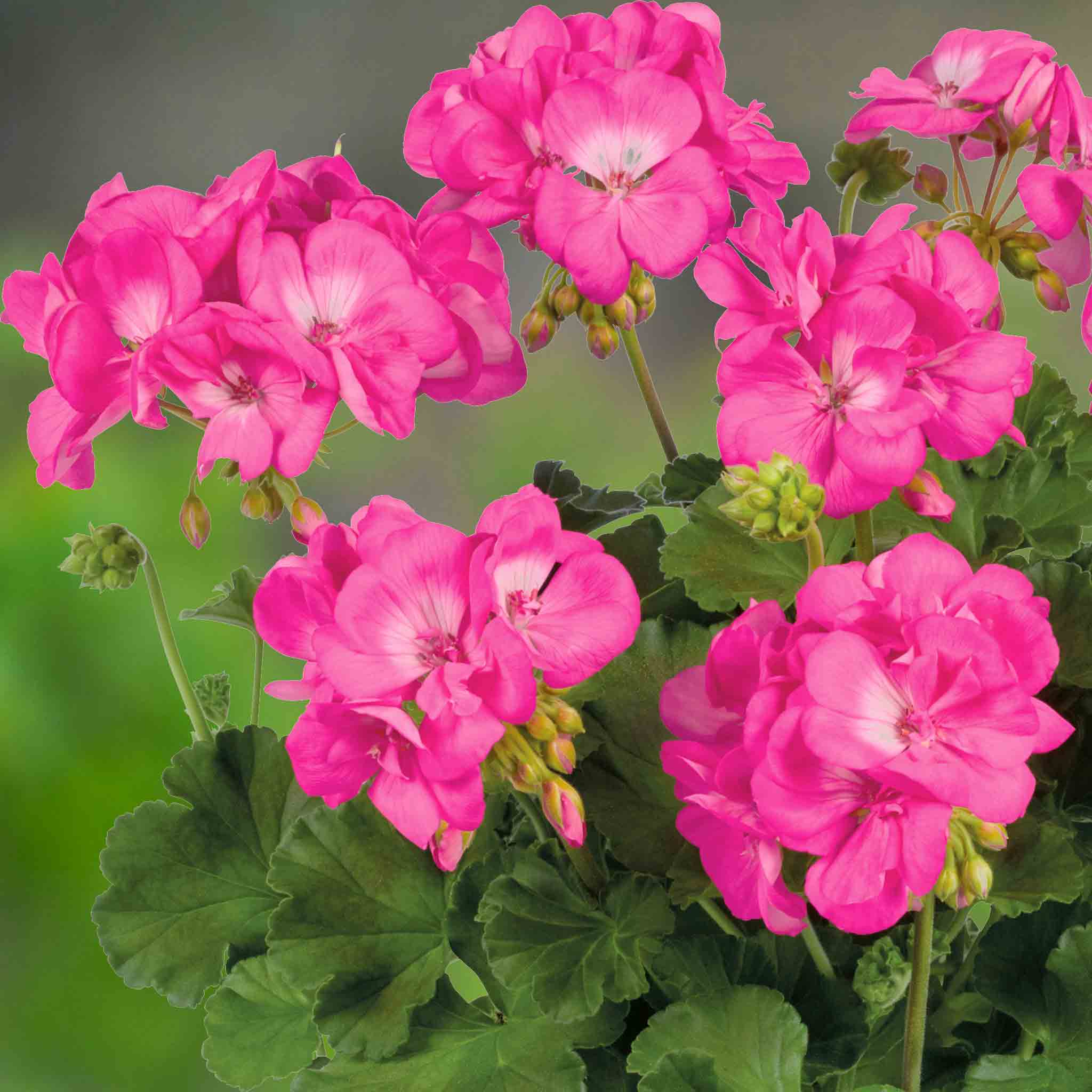 Geranium 'Galaxy Rose' - Image 2