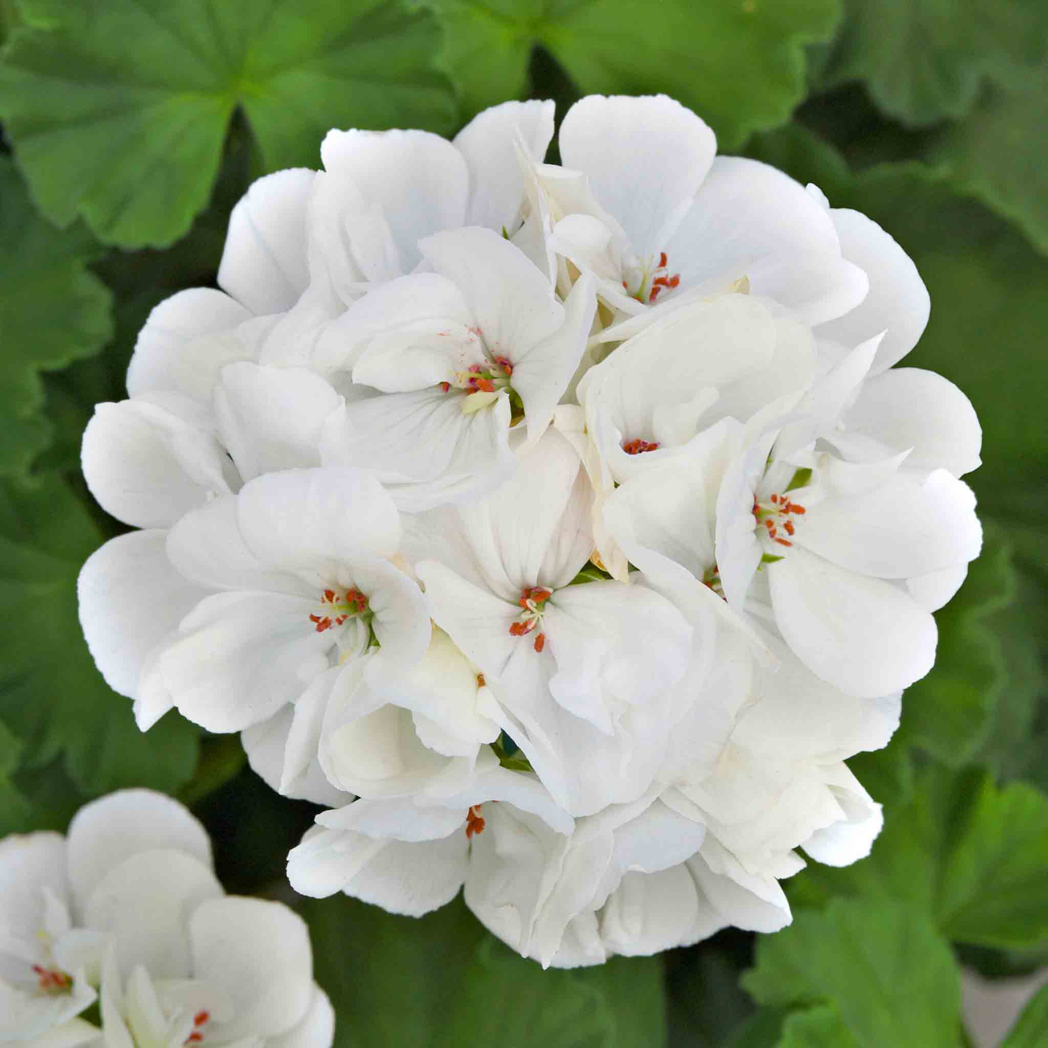 Geranium 'Galaxy White' - Image 4