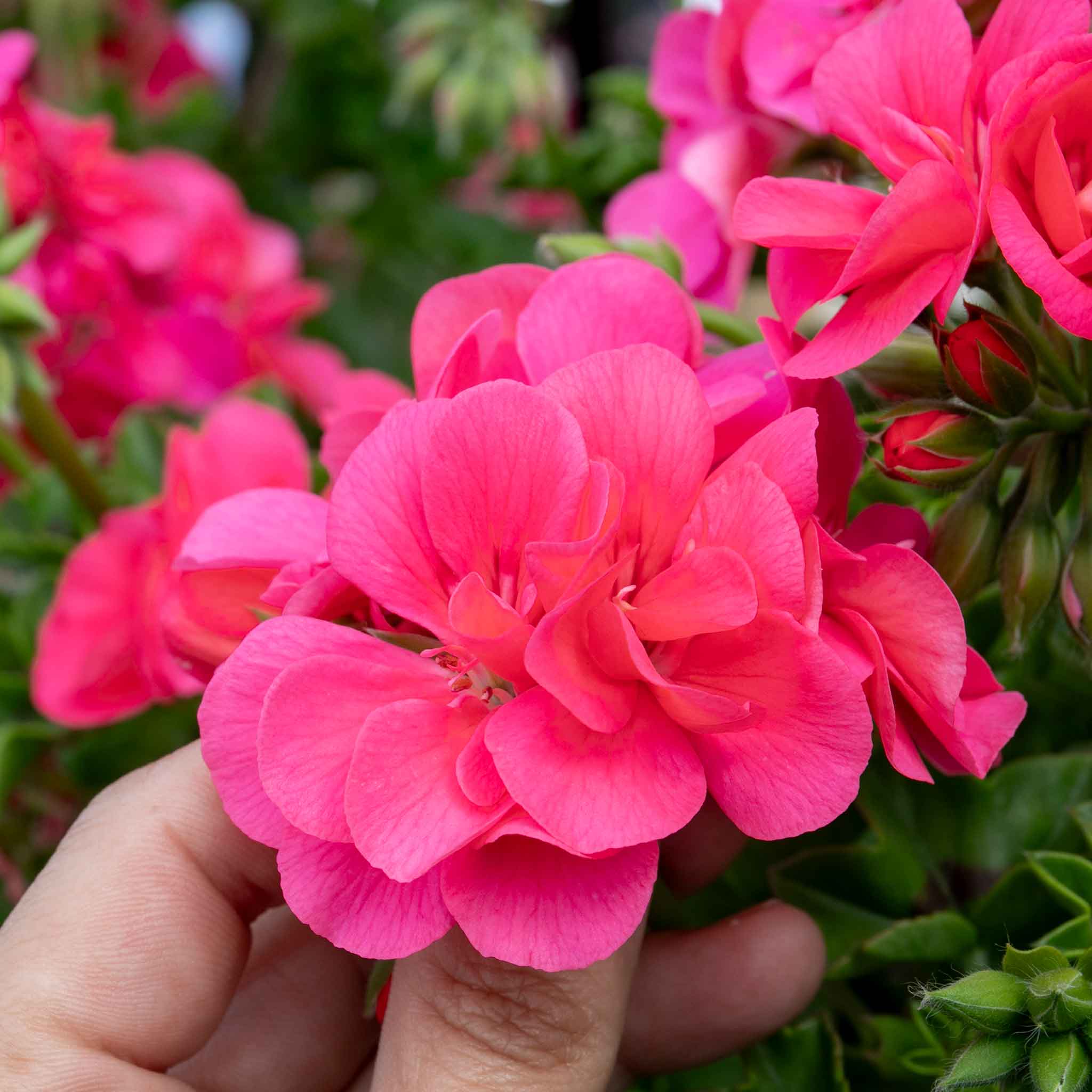Geranium 'Sunflair Linda Pink' - Image 2