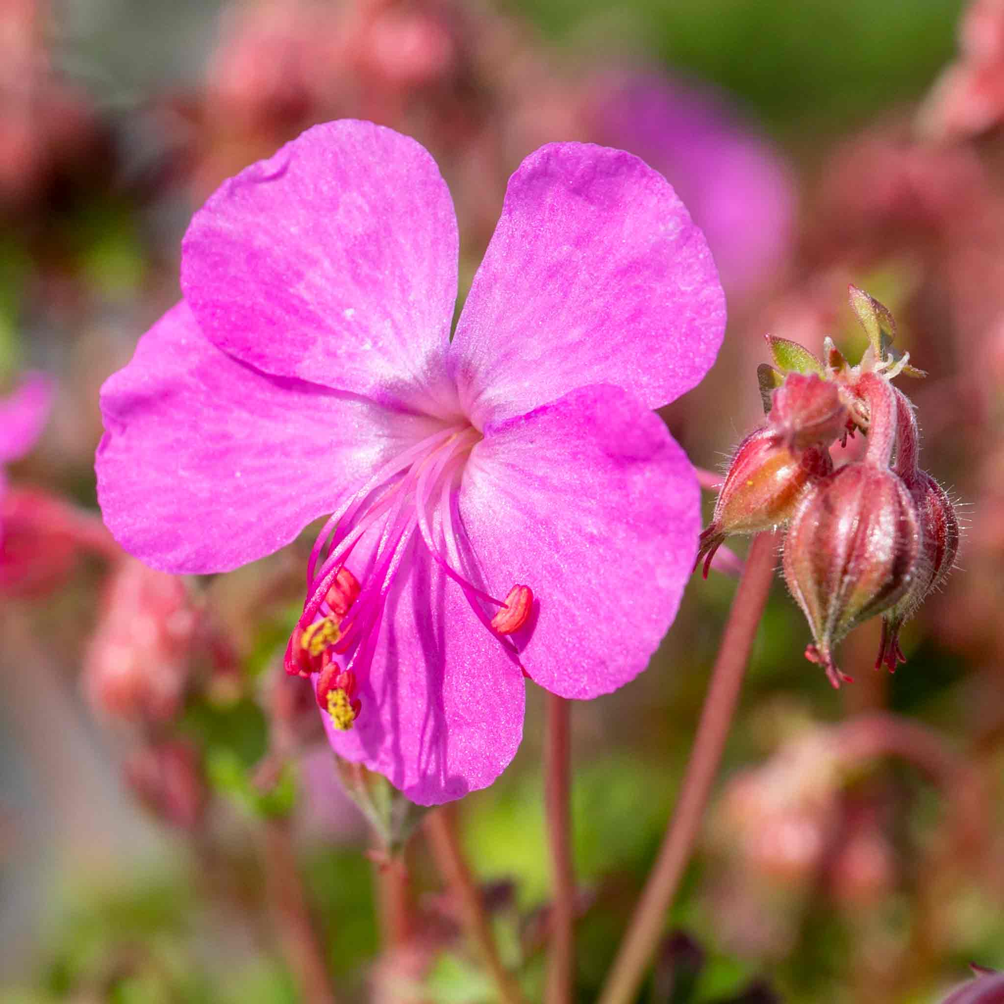 Geranium 'Intense'