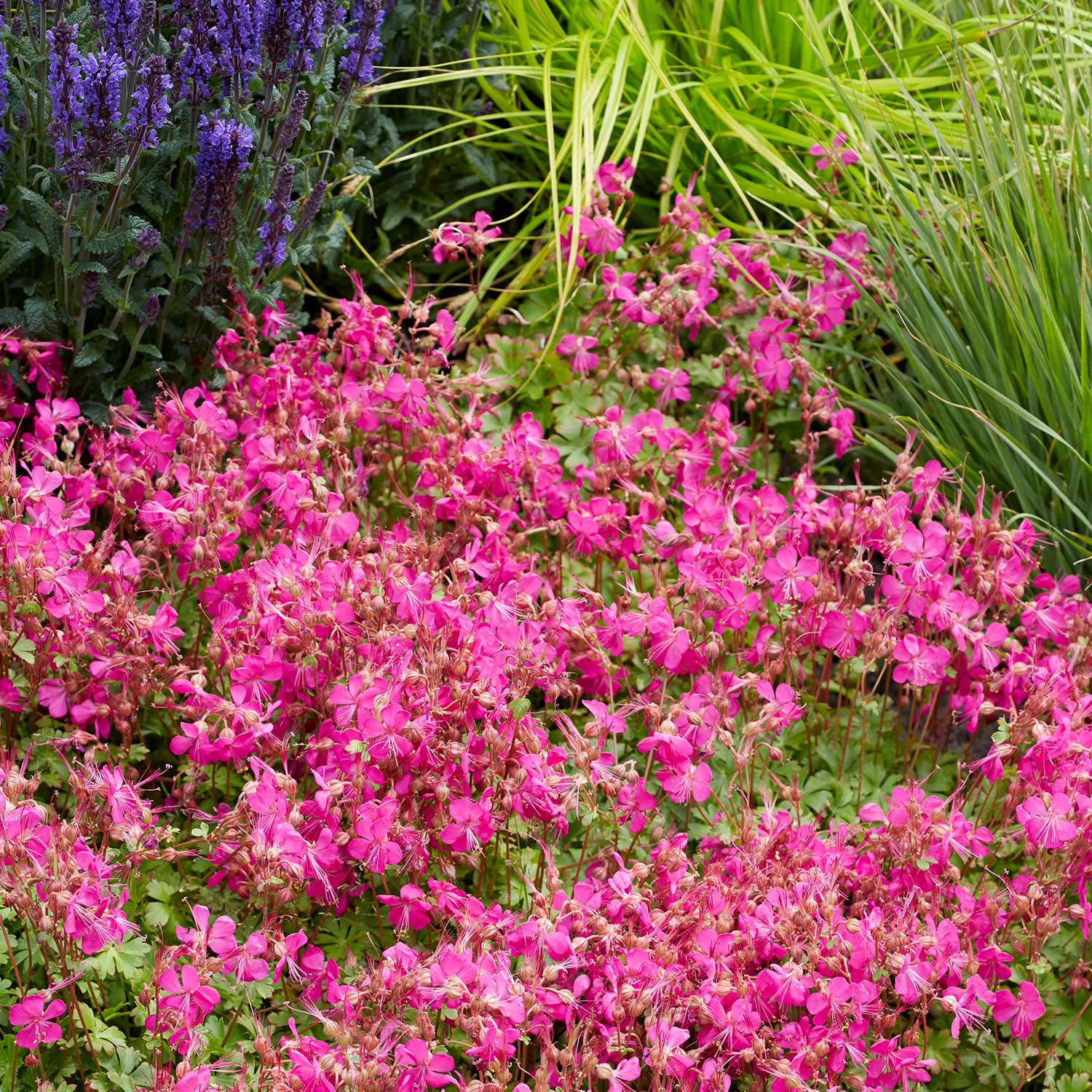 Geranium 'Intense' - Image 2