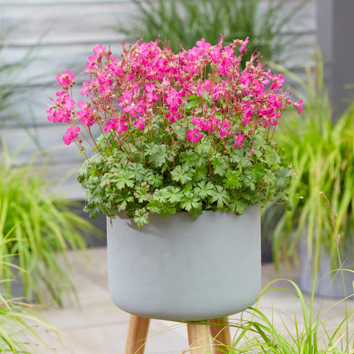 Geranium 'Intense' - Image 3