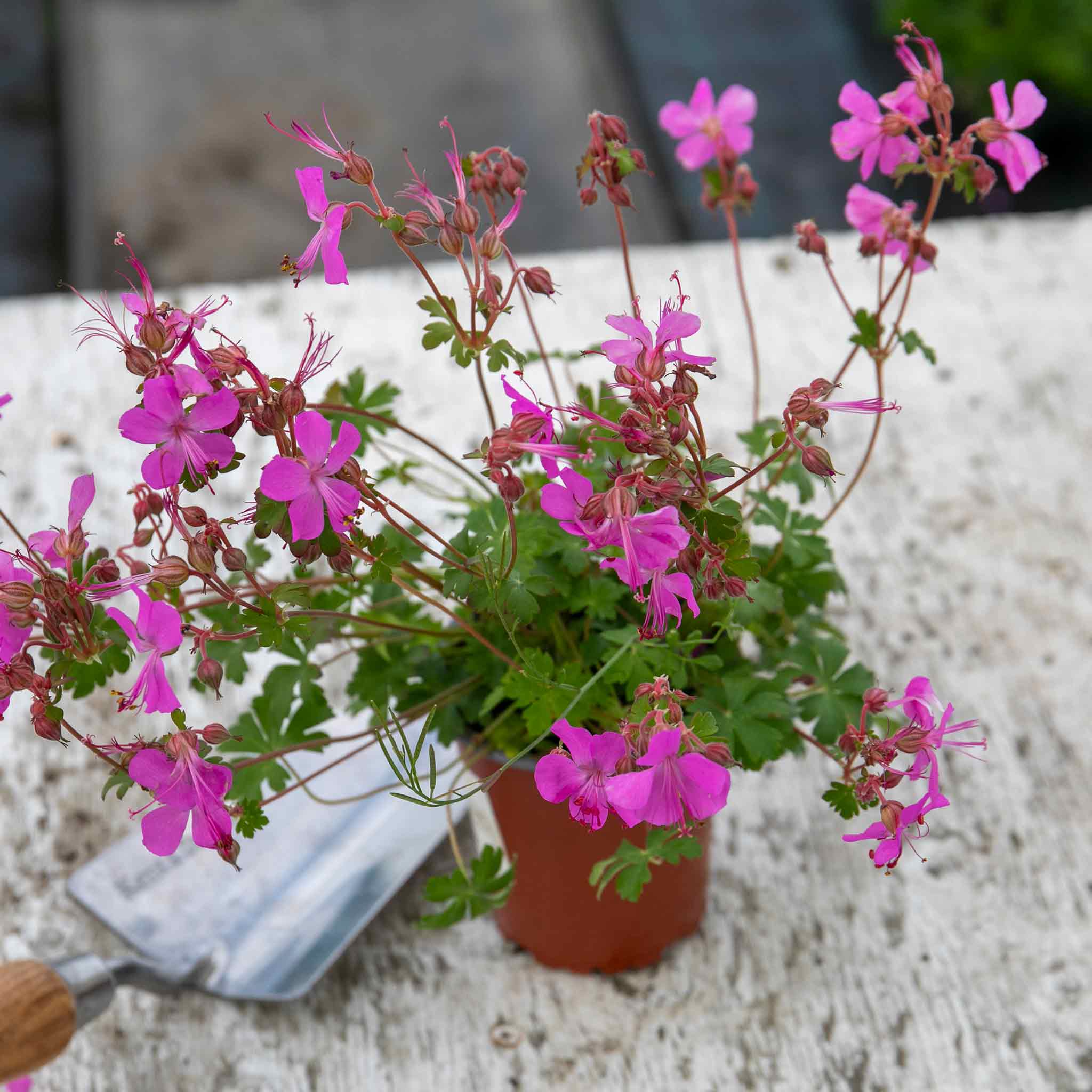 Geranium 'Intense' - Image 4