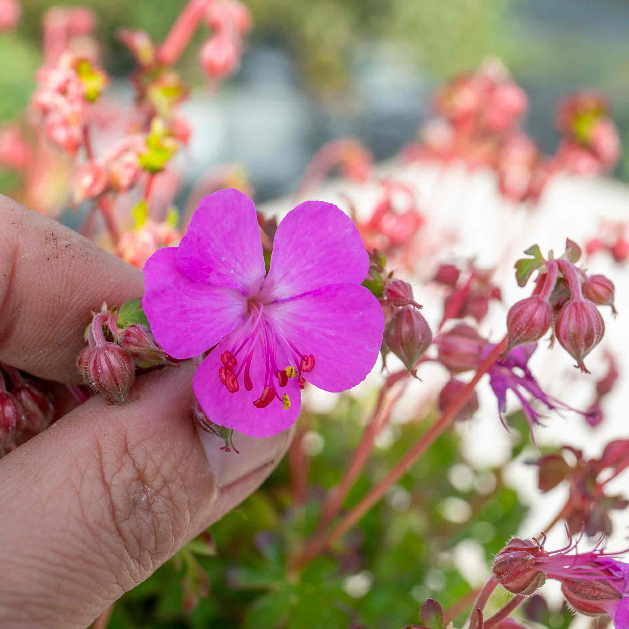 Geranium 'Intense' - Image 6