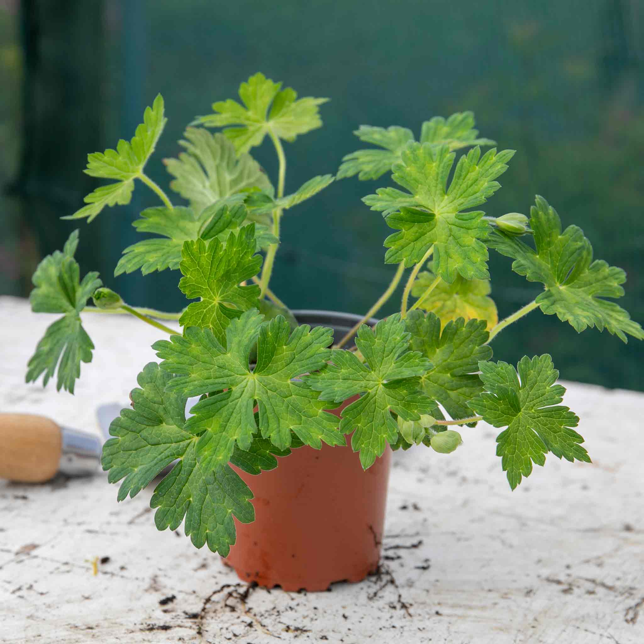 Geranium 'Kelly-Anne' - Image 4