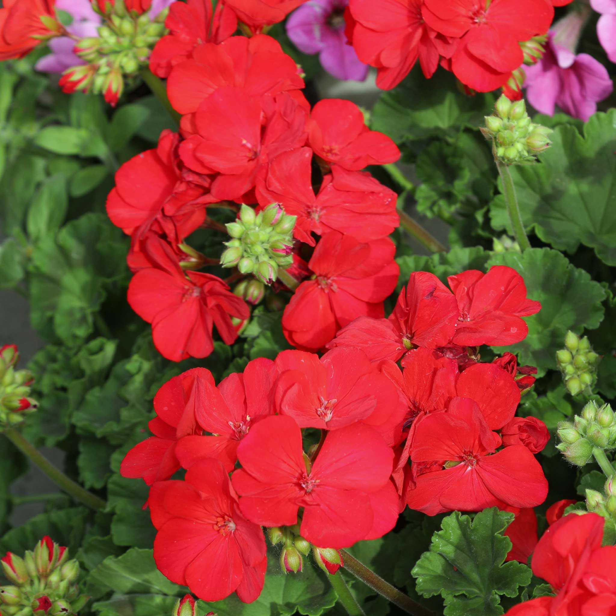 Geranium 'Palladium Best Red F1' - Image 3