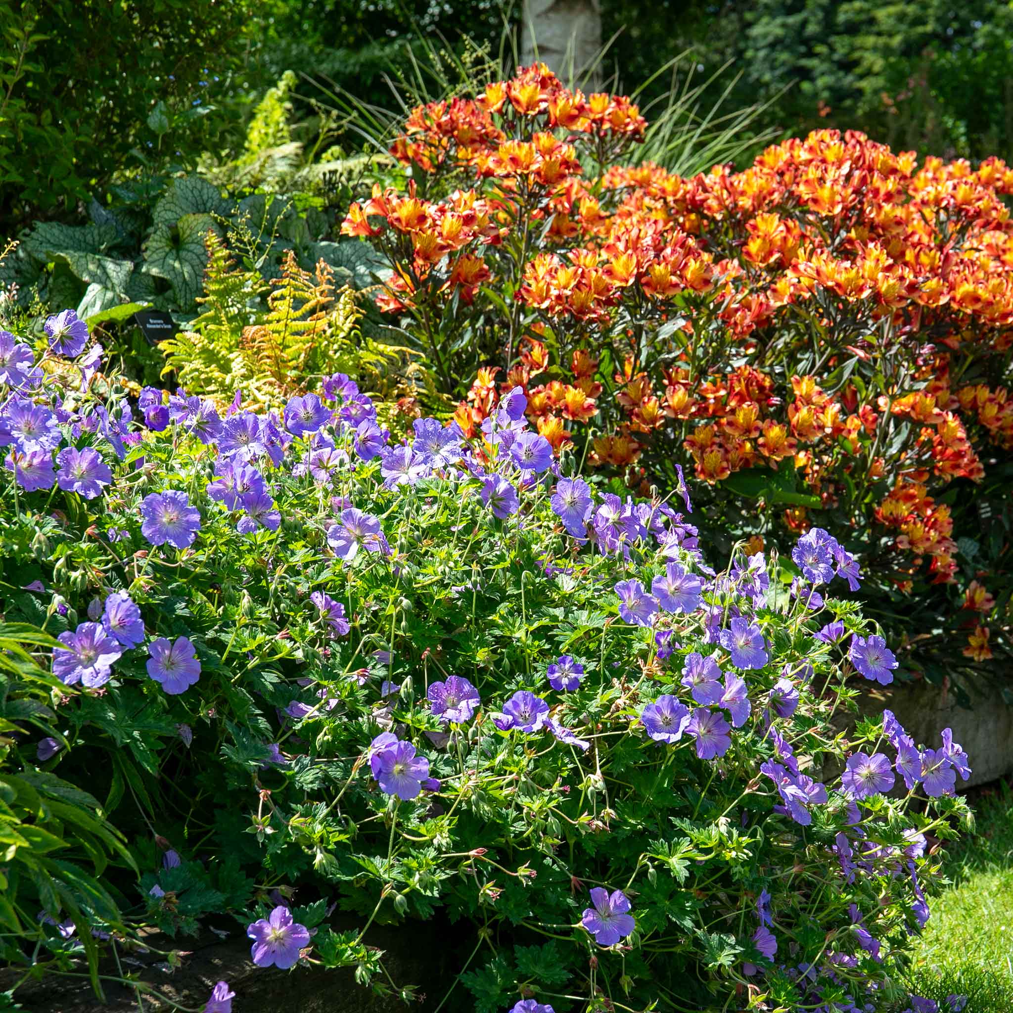 Geranium 'Rozanne' - Image 3