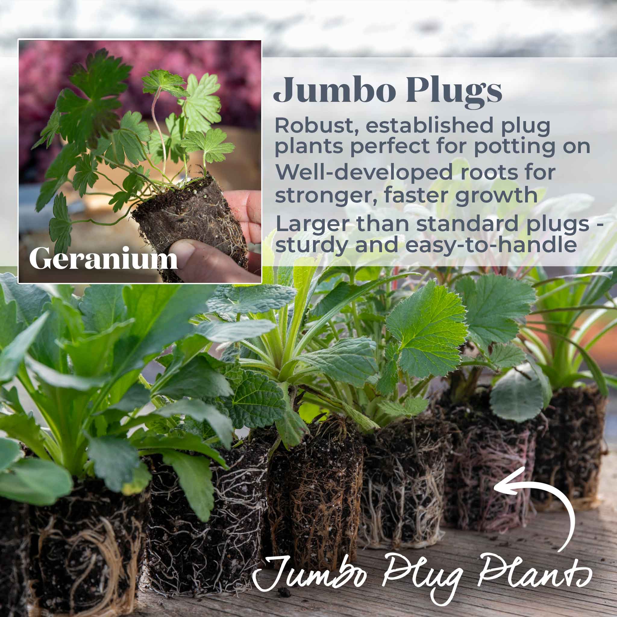 Geranium 'Rozanne' - Image 6