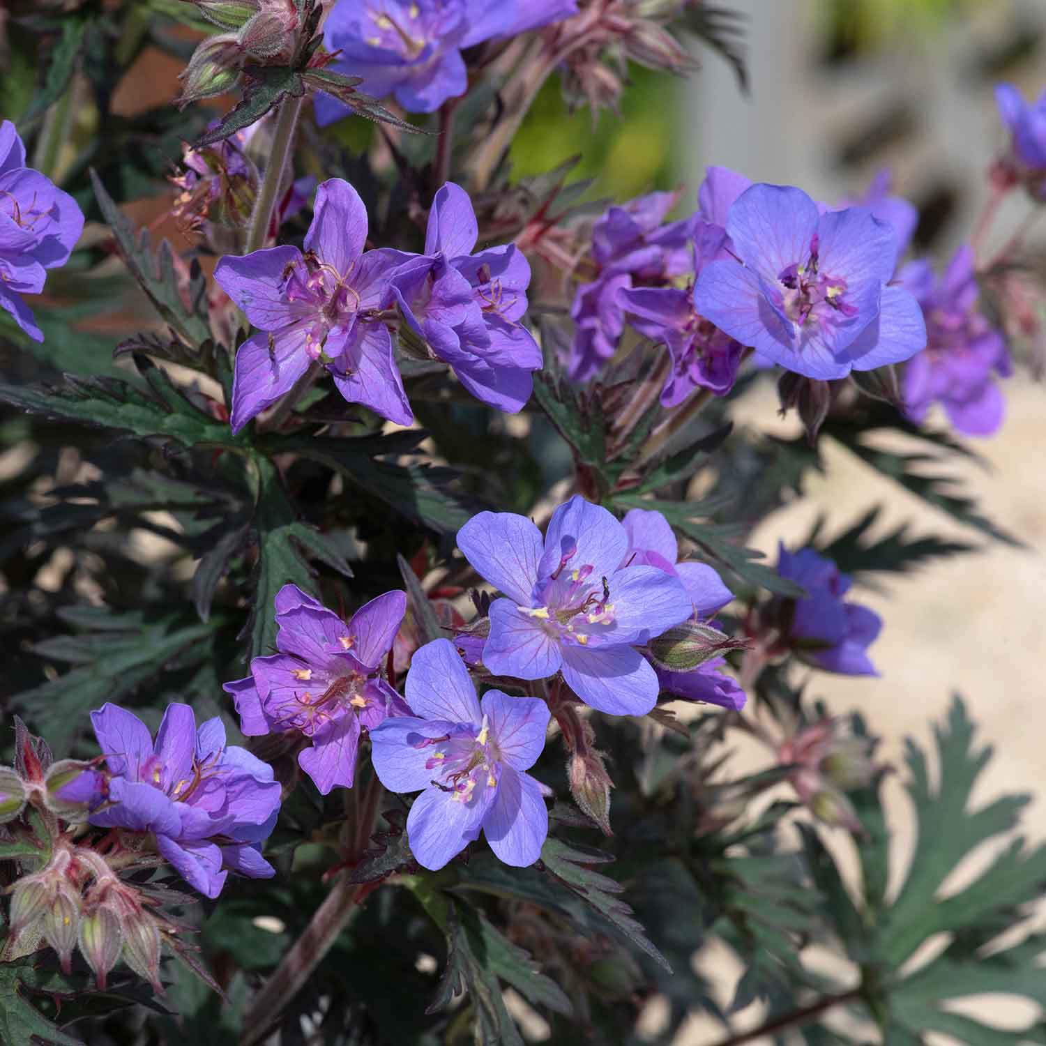 Geranium 'Storm Clouds'