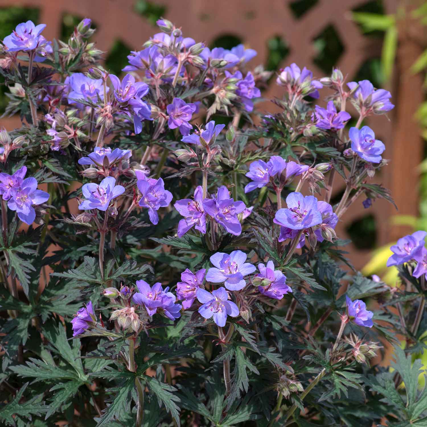Geranium 'Storm Clouds' - Image 2