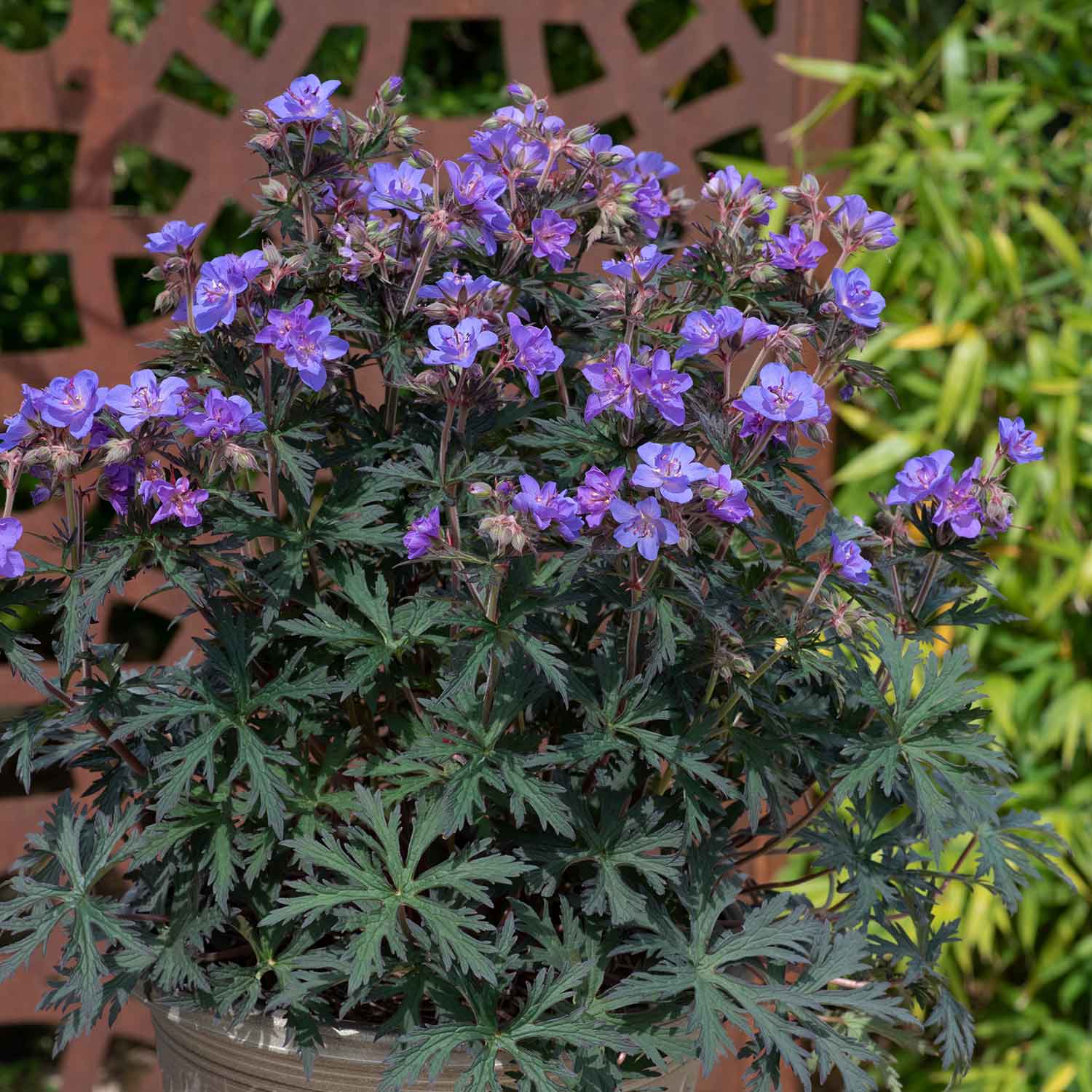 Geranium 'Storm Clouds' - Image 3