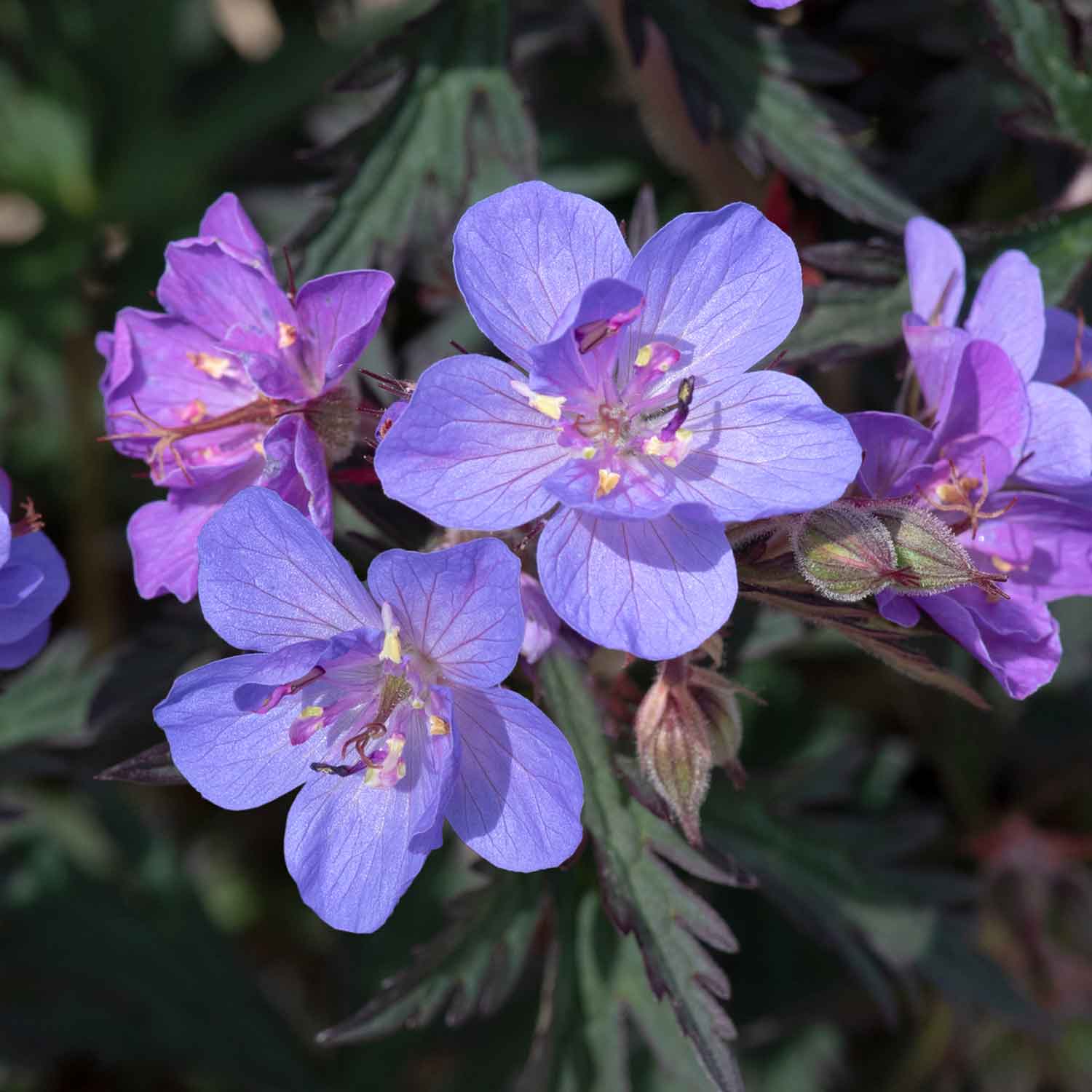 Geranium 'Storm Clouds' - Image 4