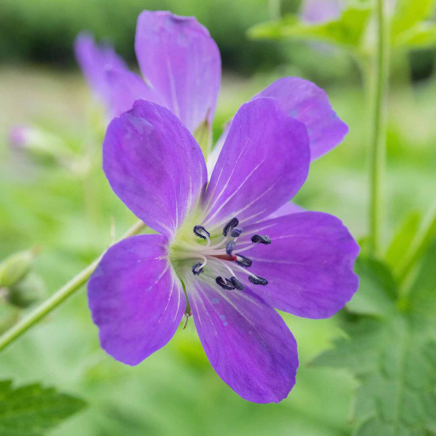 Geranium 'Sylvaticum Mayflower' - Image 4