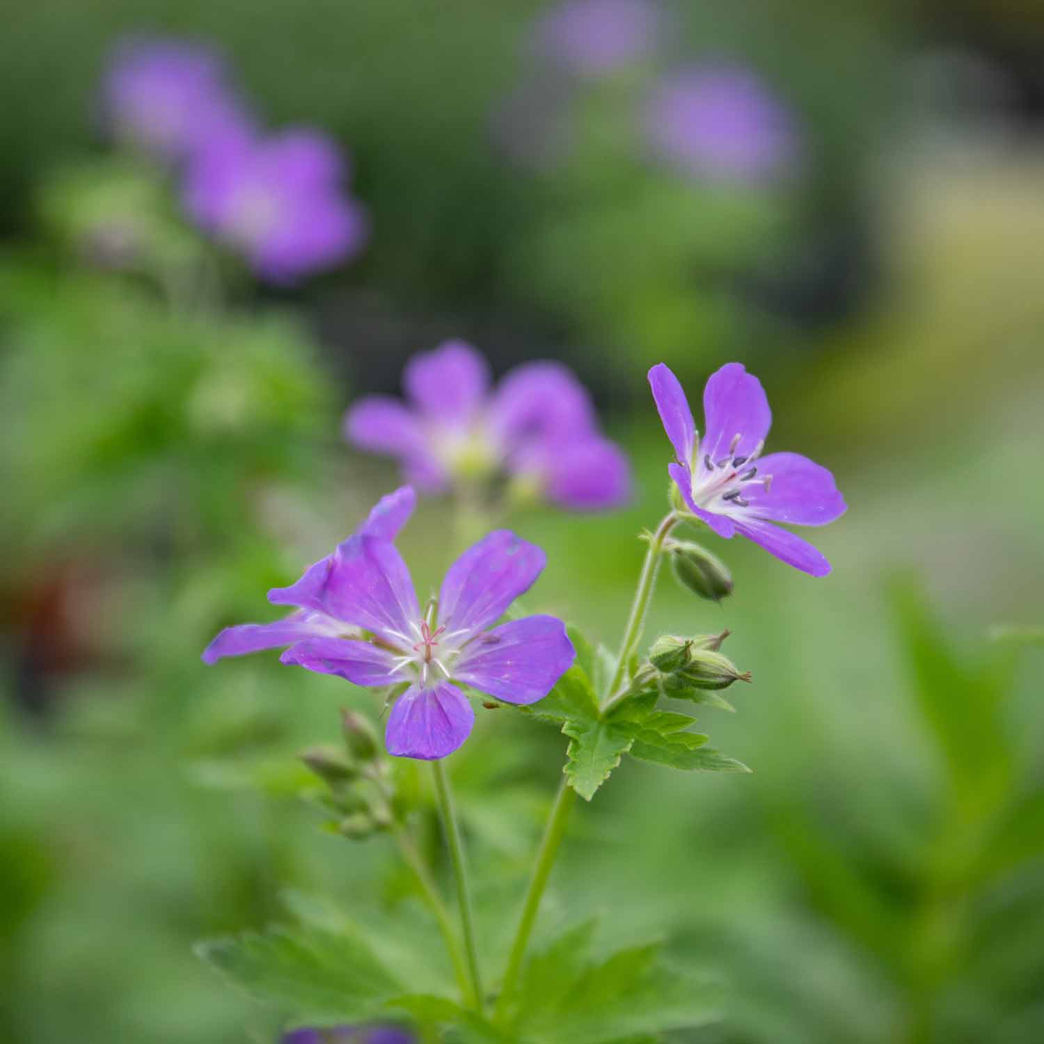 Geranium 'Sylvaticum Mayflower' - Image 5