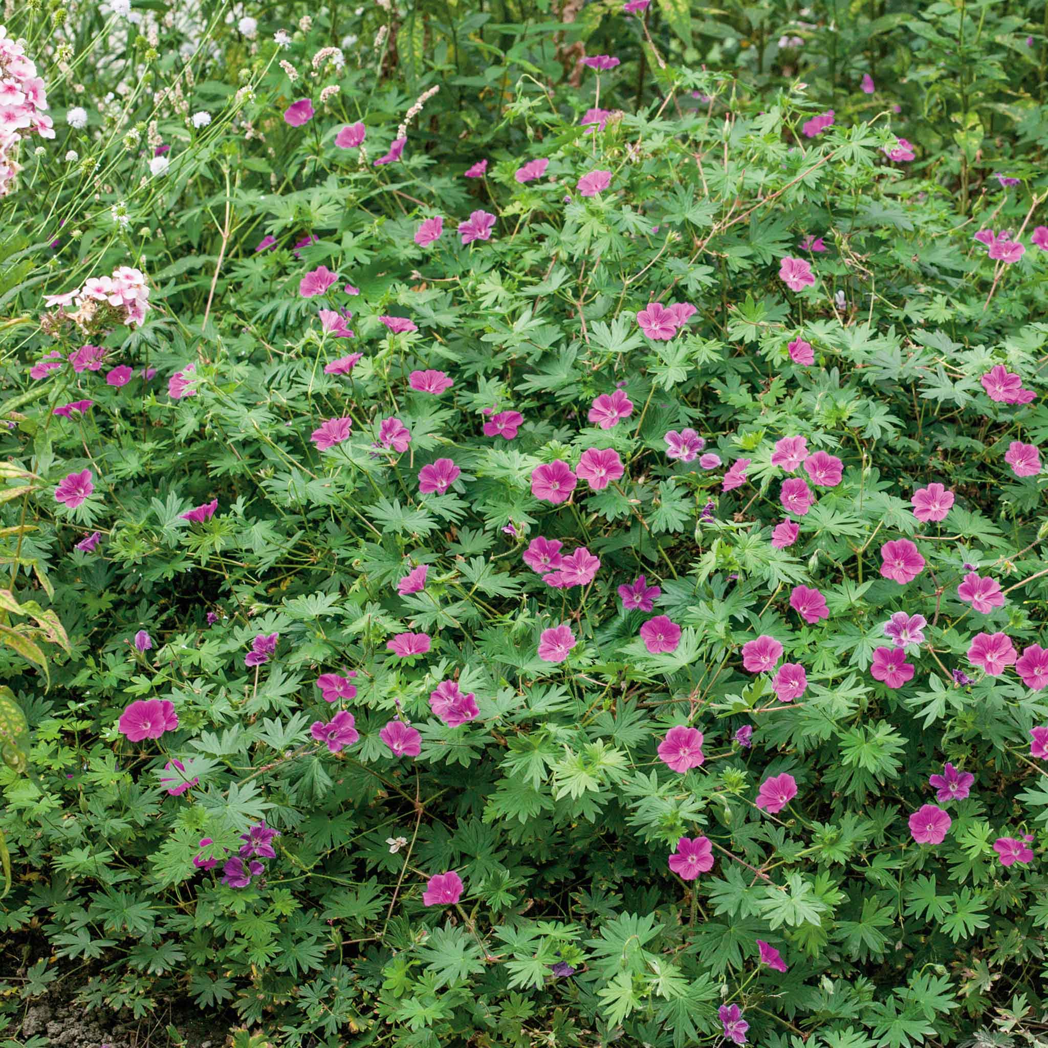Geranium 'Tiny Monster' - Image 2