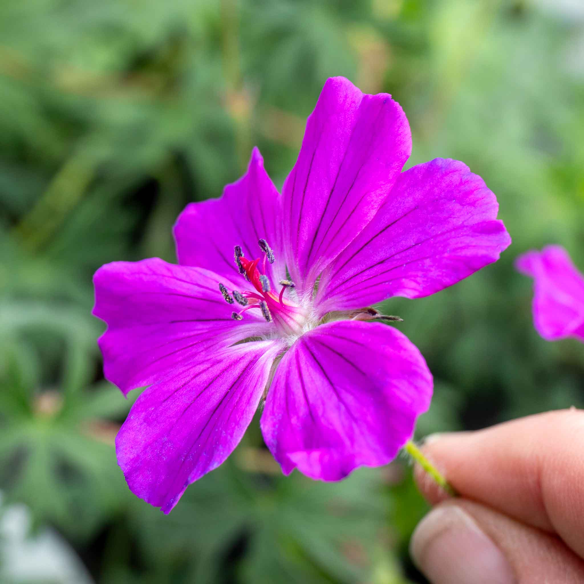 Geranium 'Tiny Monster' - Image 3