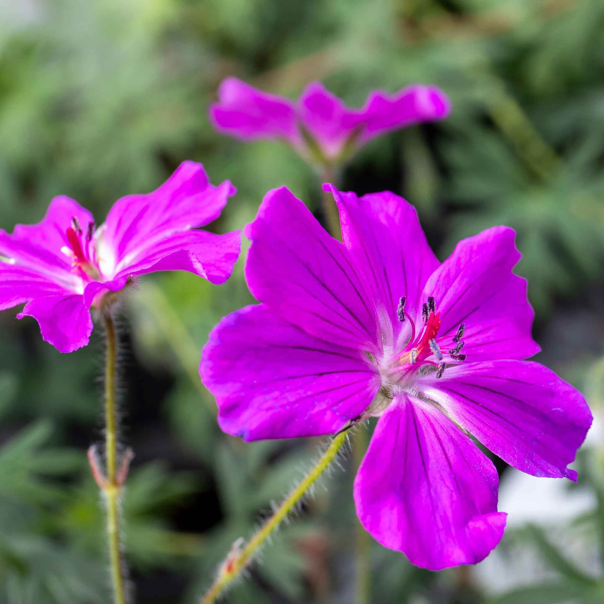 Geranium 'Tiny Monster' - Image 4