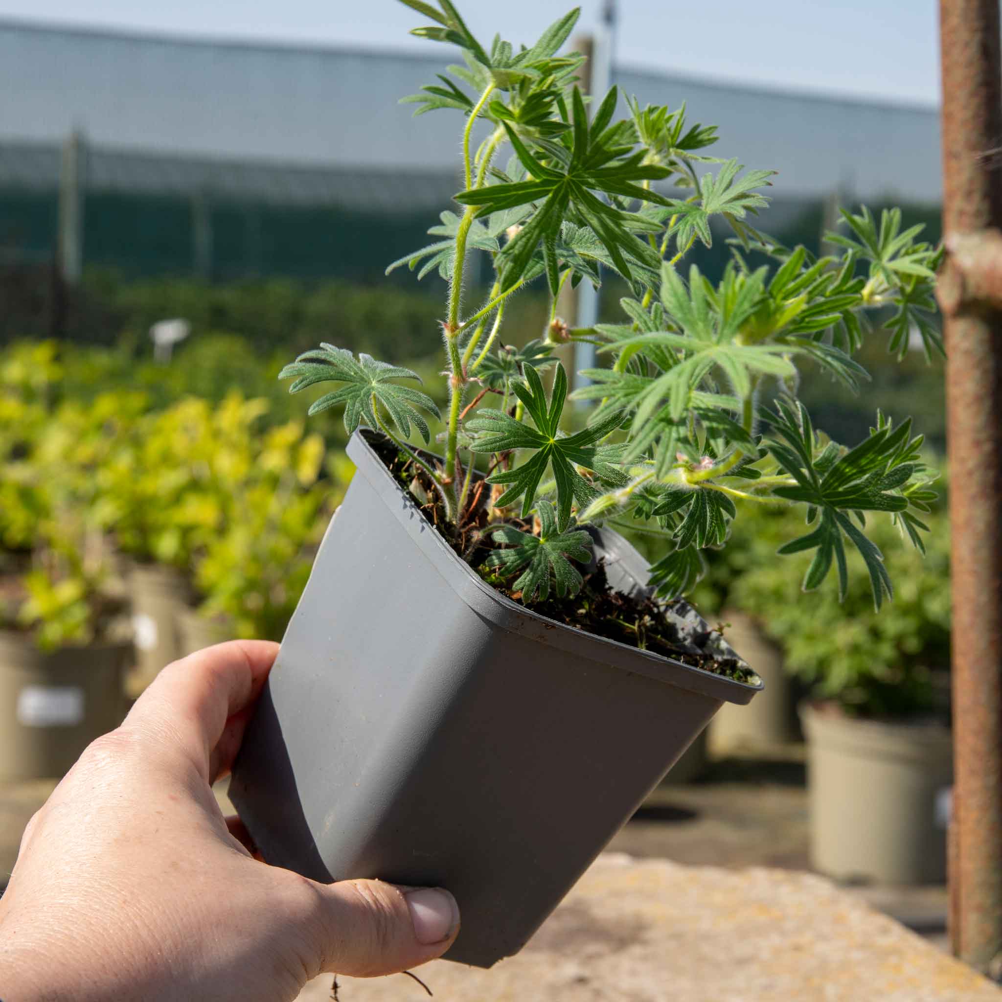 Geranium 'Tiny Monster' - Image 5