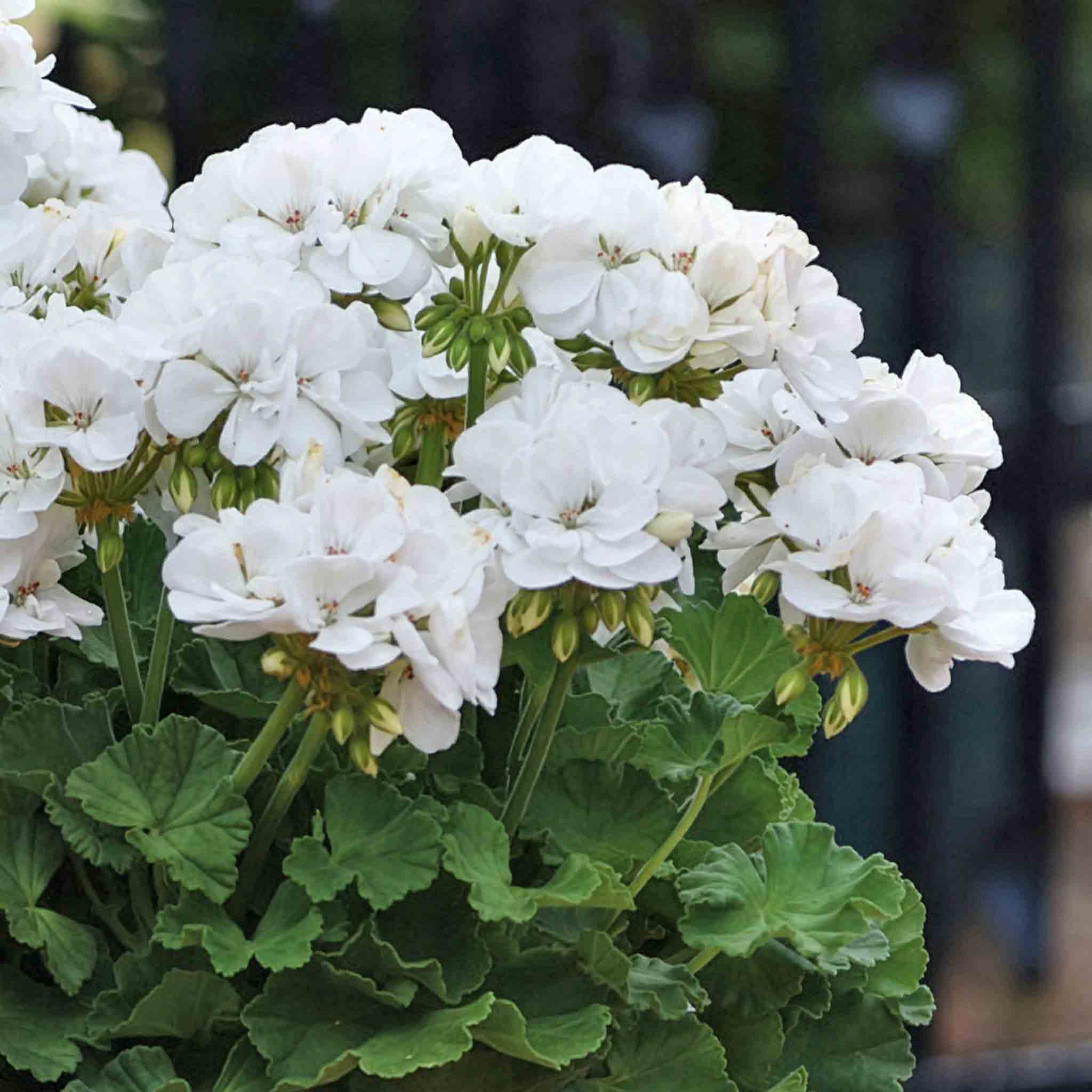 Geranium 'Galaxy White' - Image 3