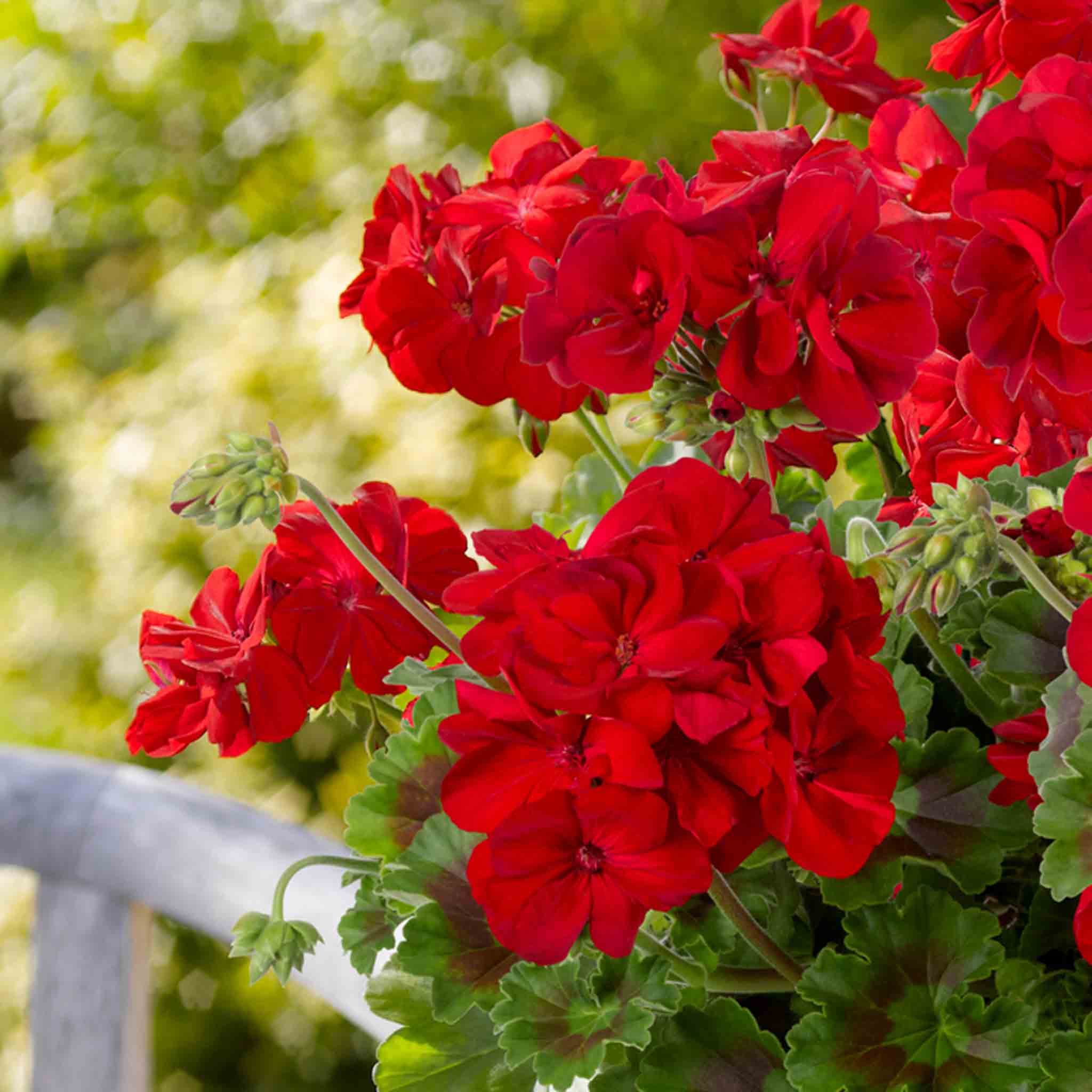 Geranium 'Galaxy Red' - Image 4