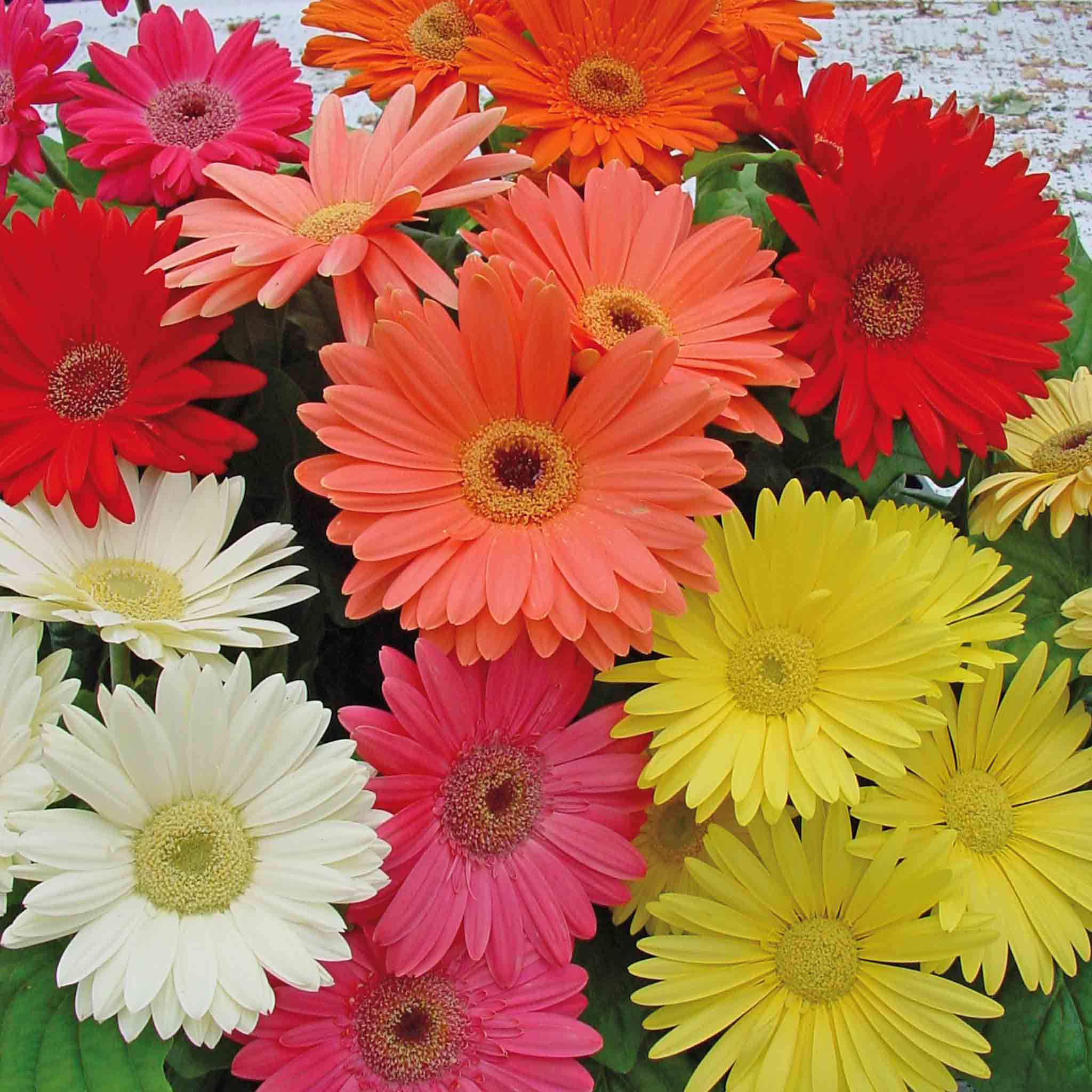 Gerbera 'Mega Revolution' - Image 6