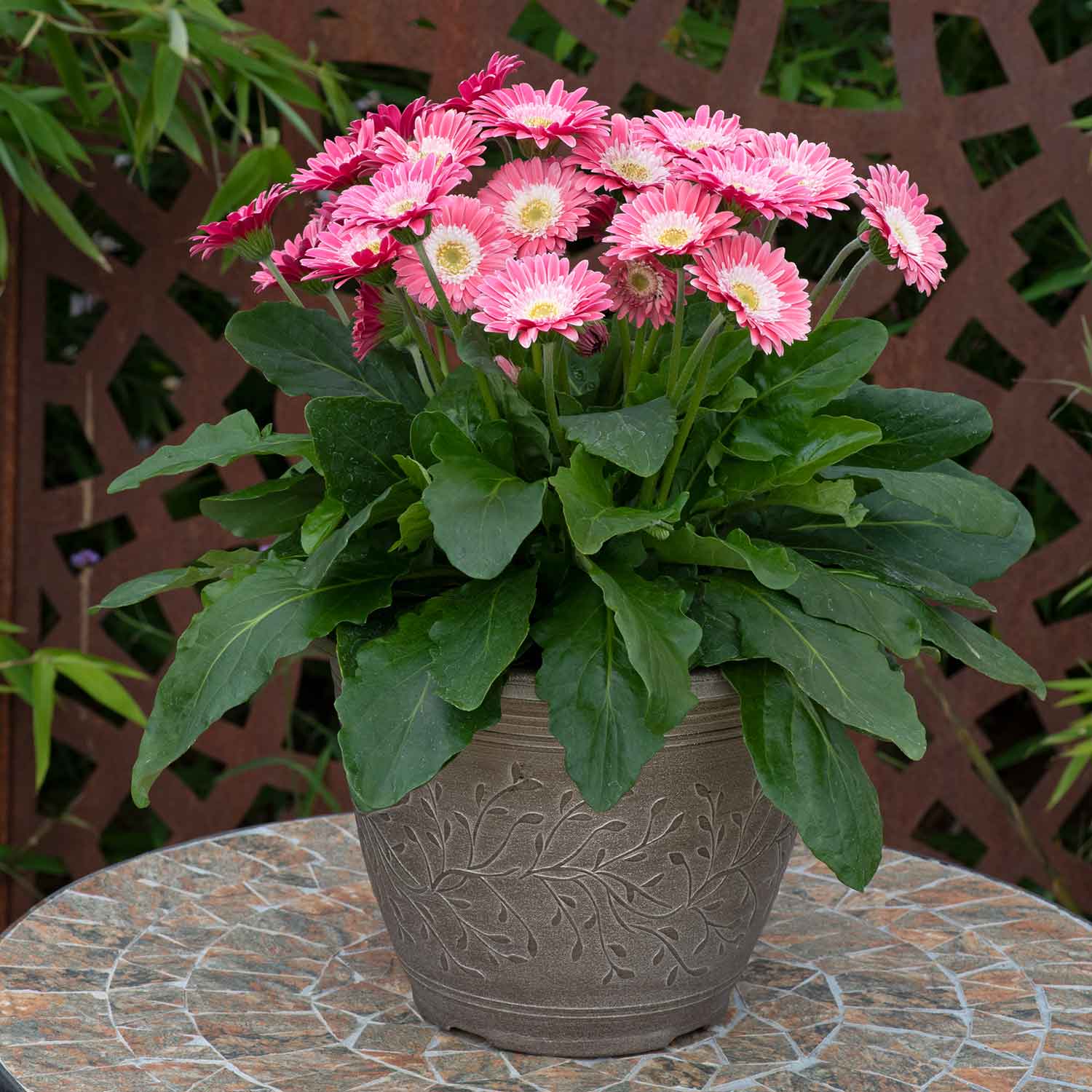 Gerbera 'Sweet Memories' - Image 6