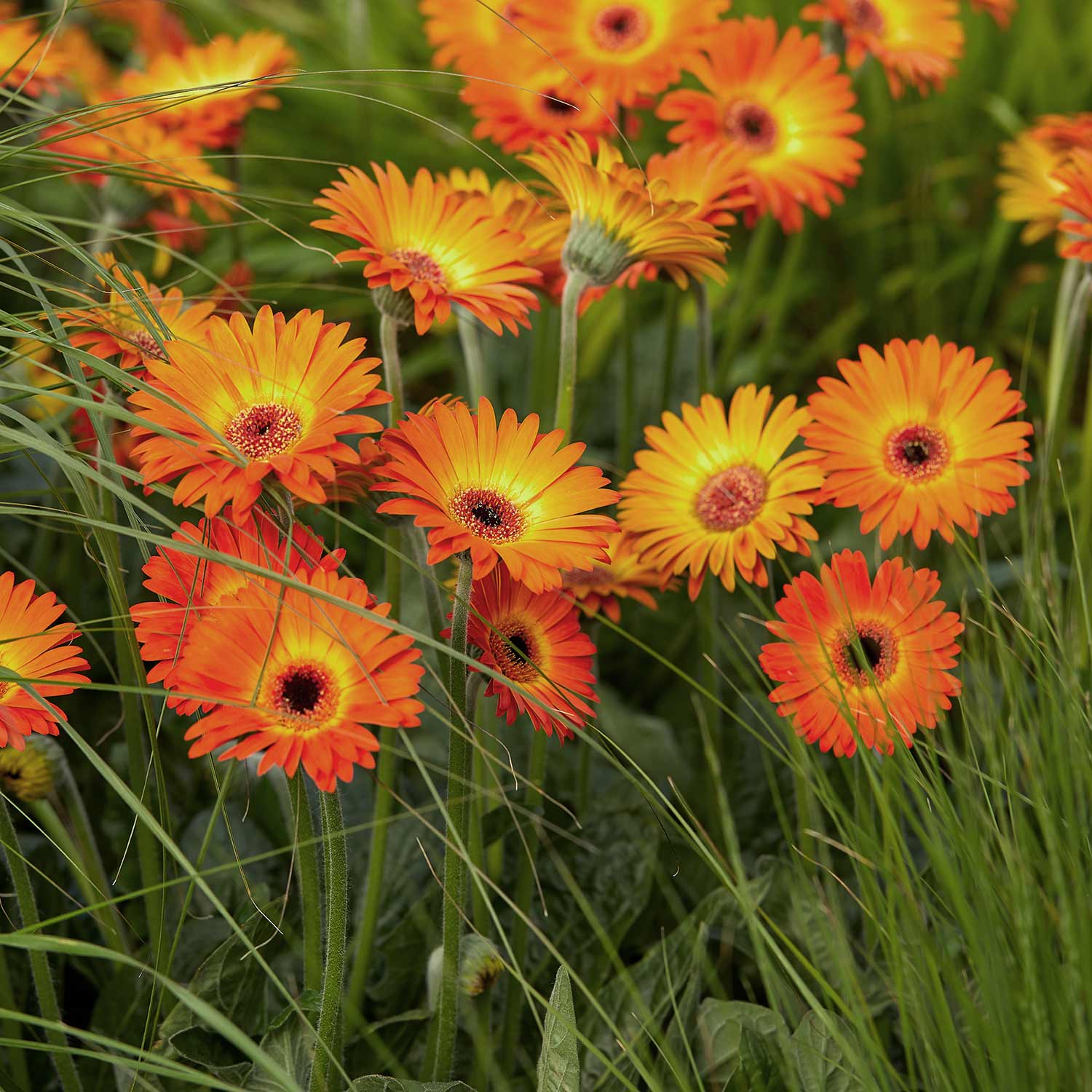 Gerbera 'Sweet Sunset' - Image 6