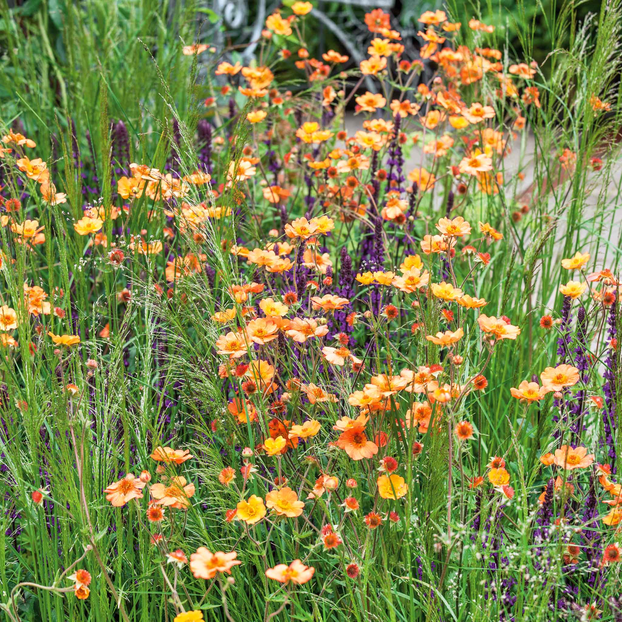 Geum 'Totally Tangerine' - Image 2
