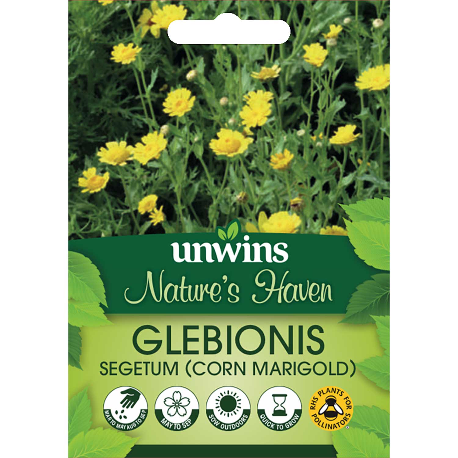 Glebionis Segetum Seeds 'Corn Marigold' - Image 2