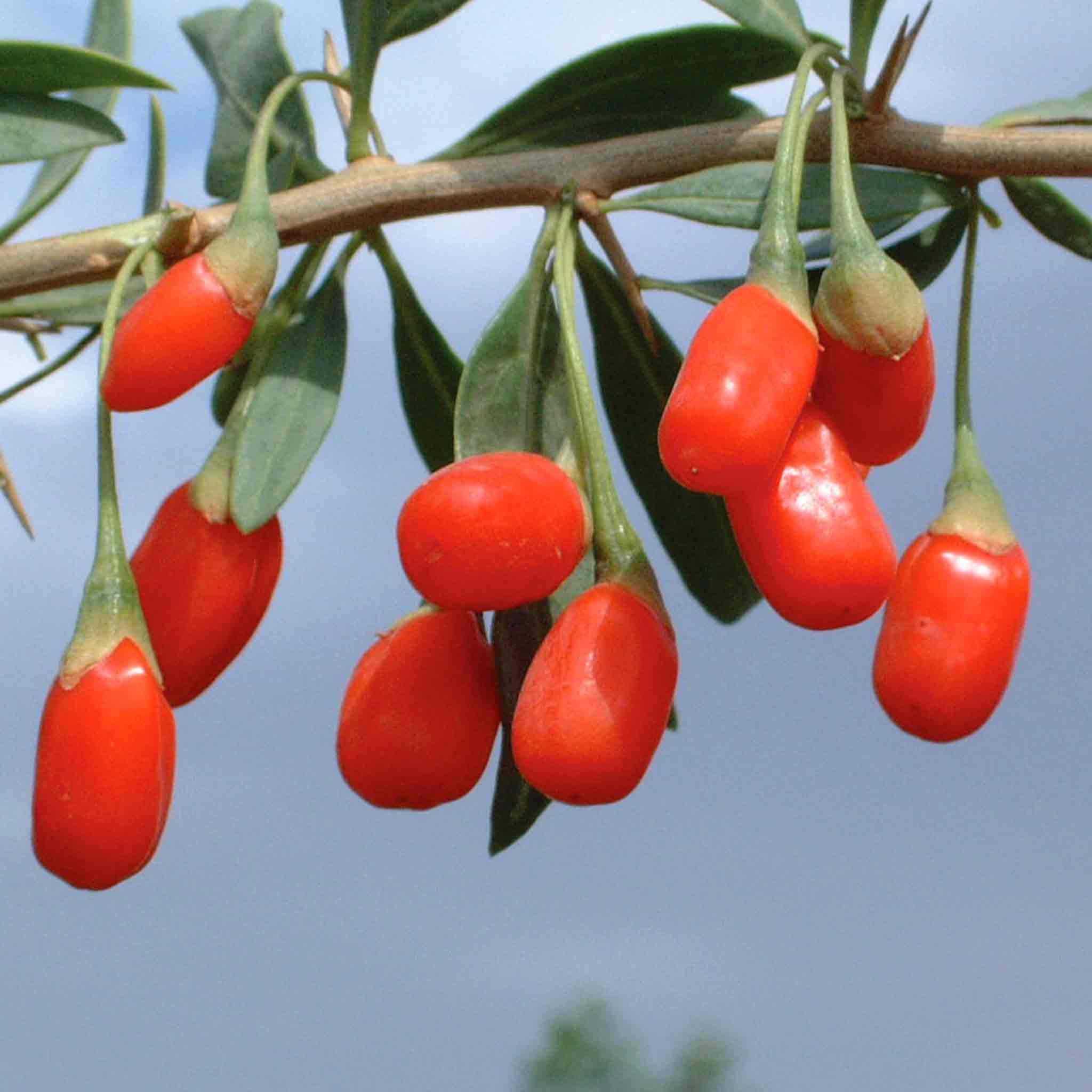 Goji Berry Plant - Image 4