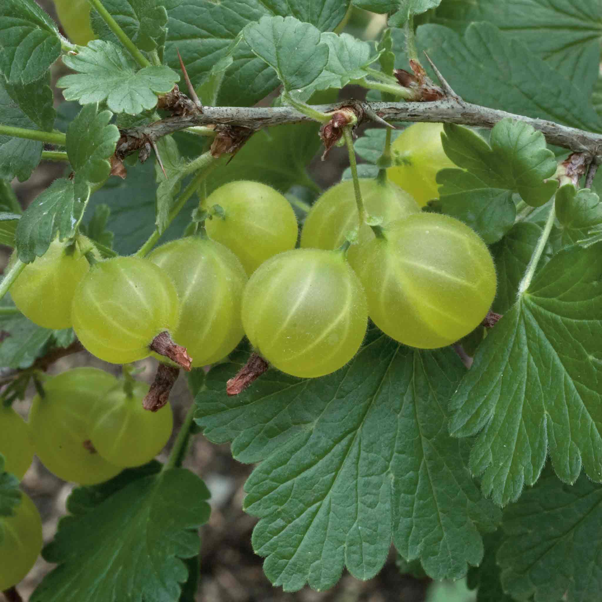 Gooseberry Bush Collection - Image 3