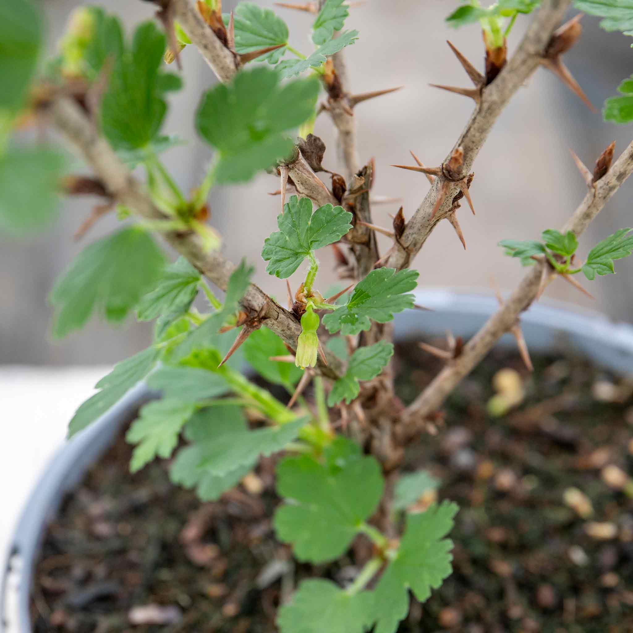 Gooseberry 'Hinnonmaki Red' - Image 3