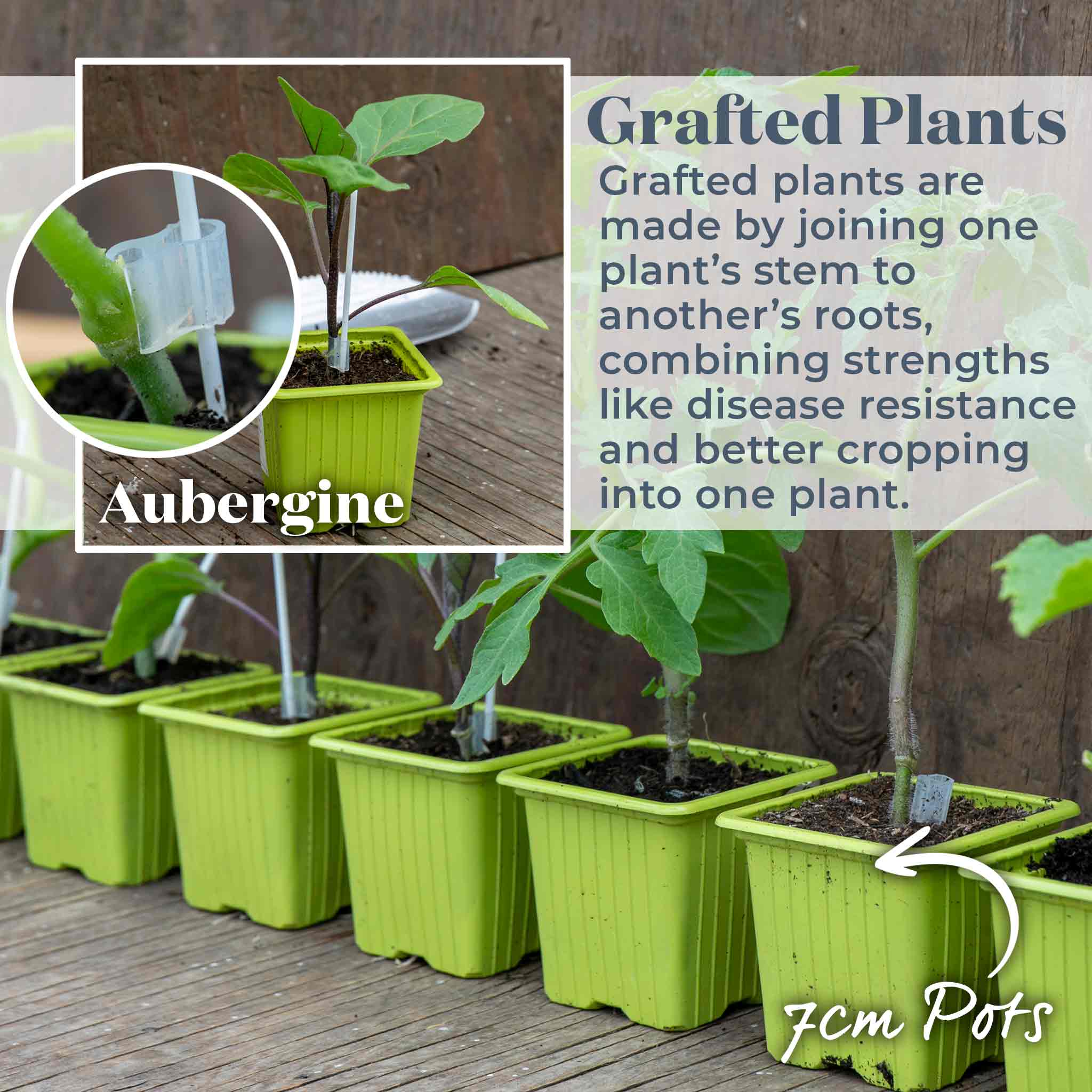 Grafted Aubergine 'Moneymaker' - Image 5
