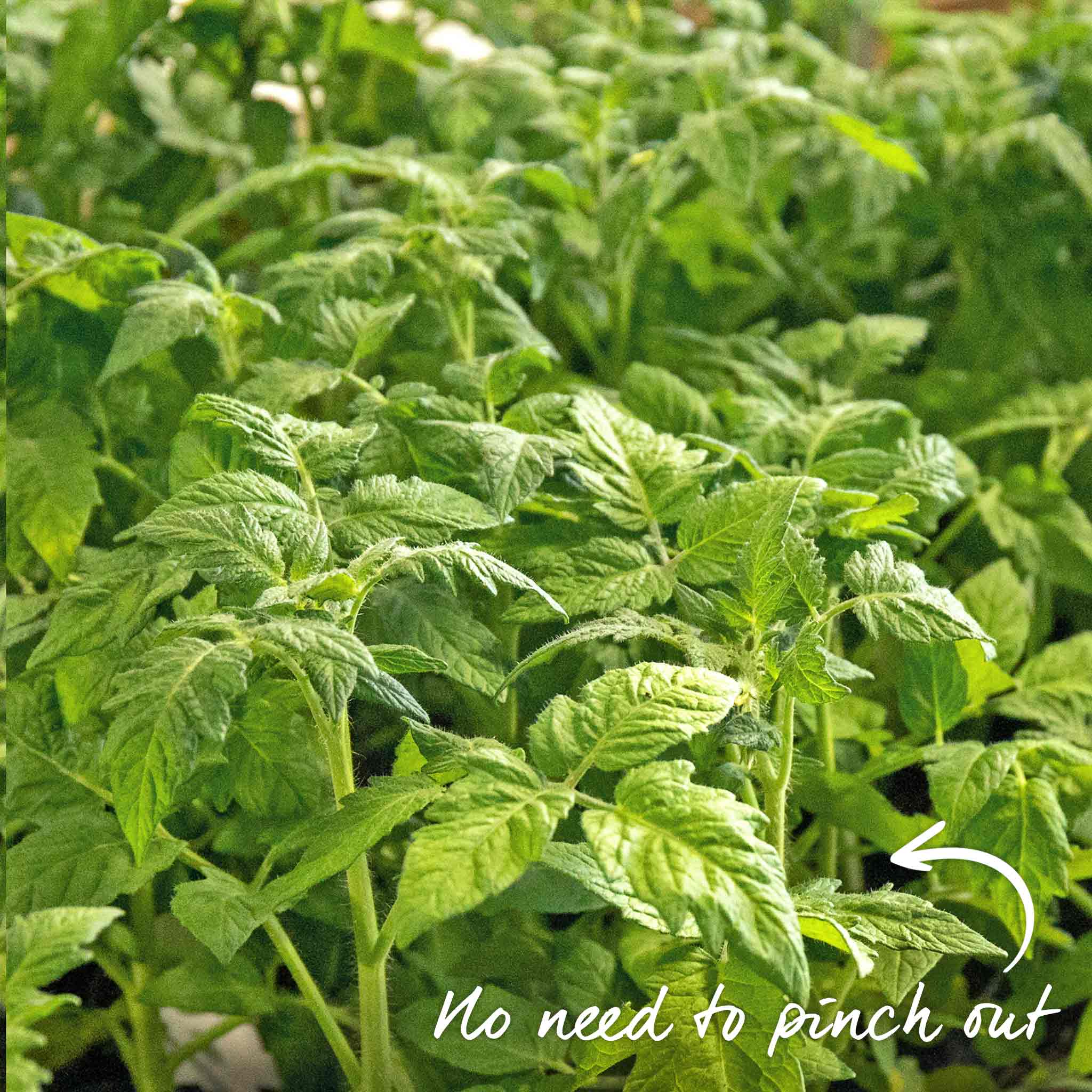 Grafted Bush Tomato 'Lizzano' - Image 8